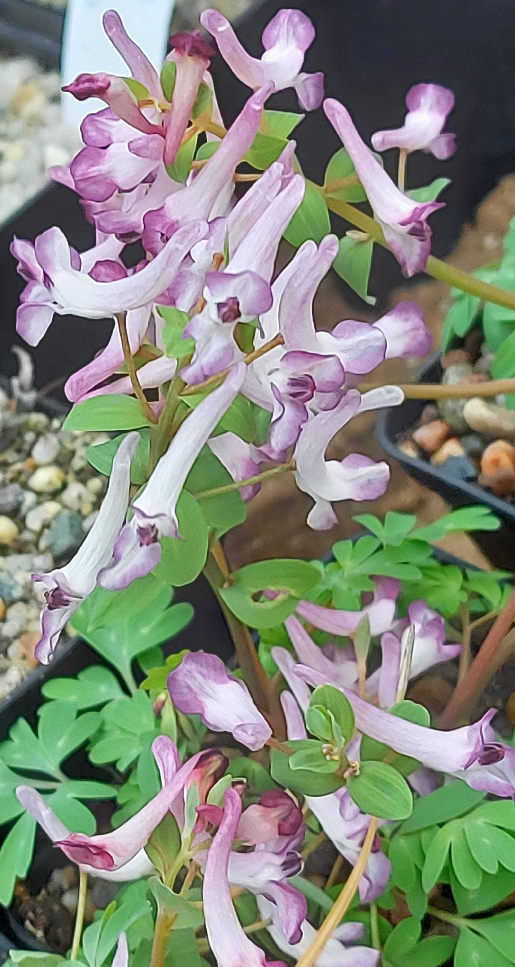 Corydalis Hocus Pocus