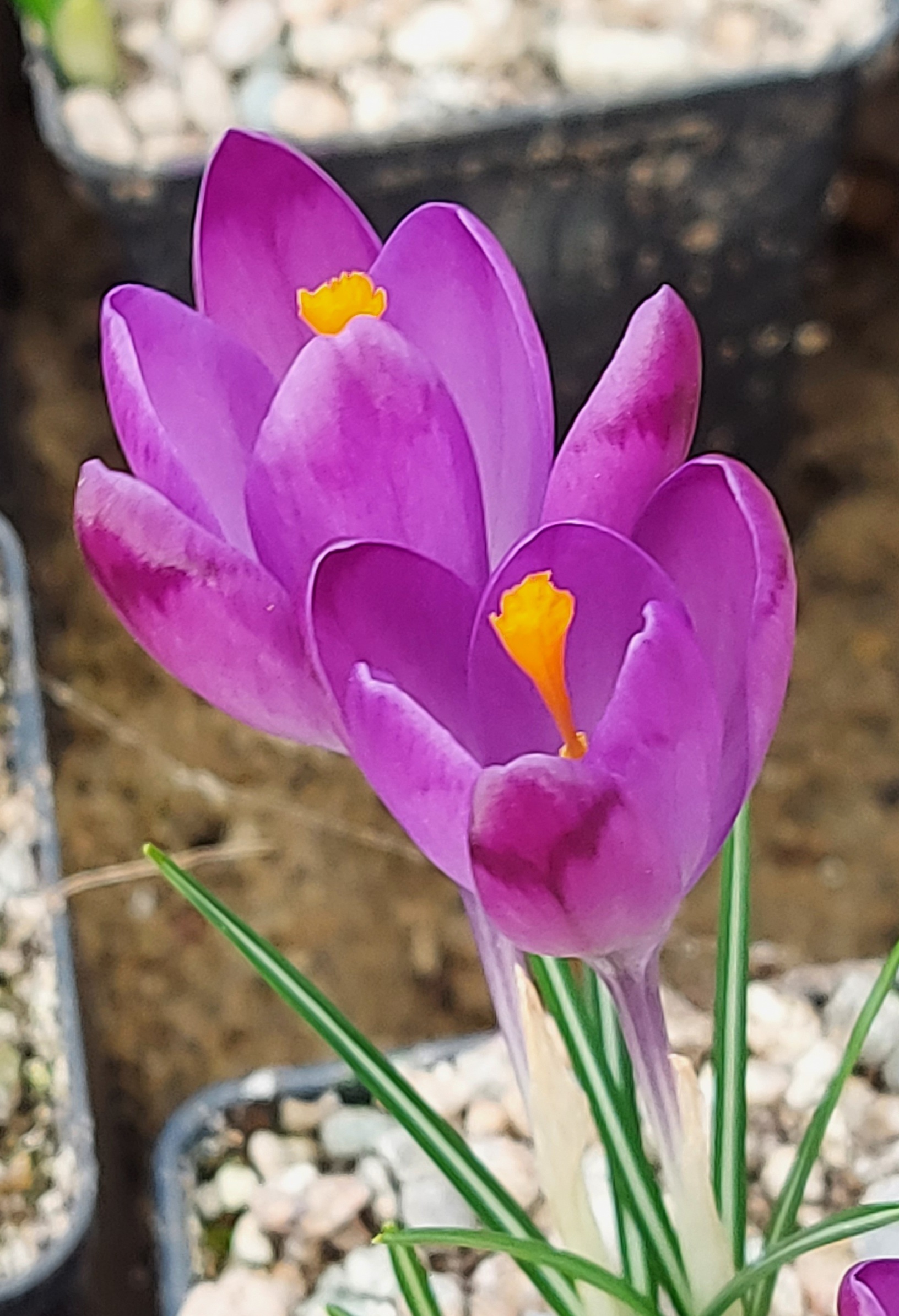 Crocus heuffelianus Dark Eyes