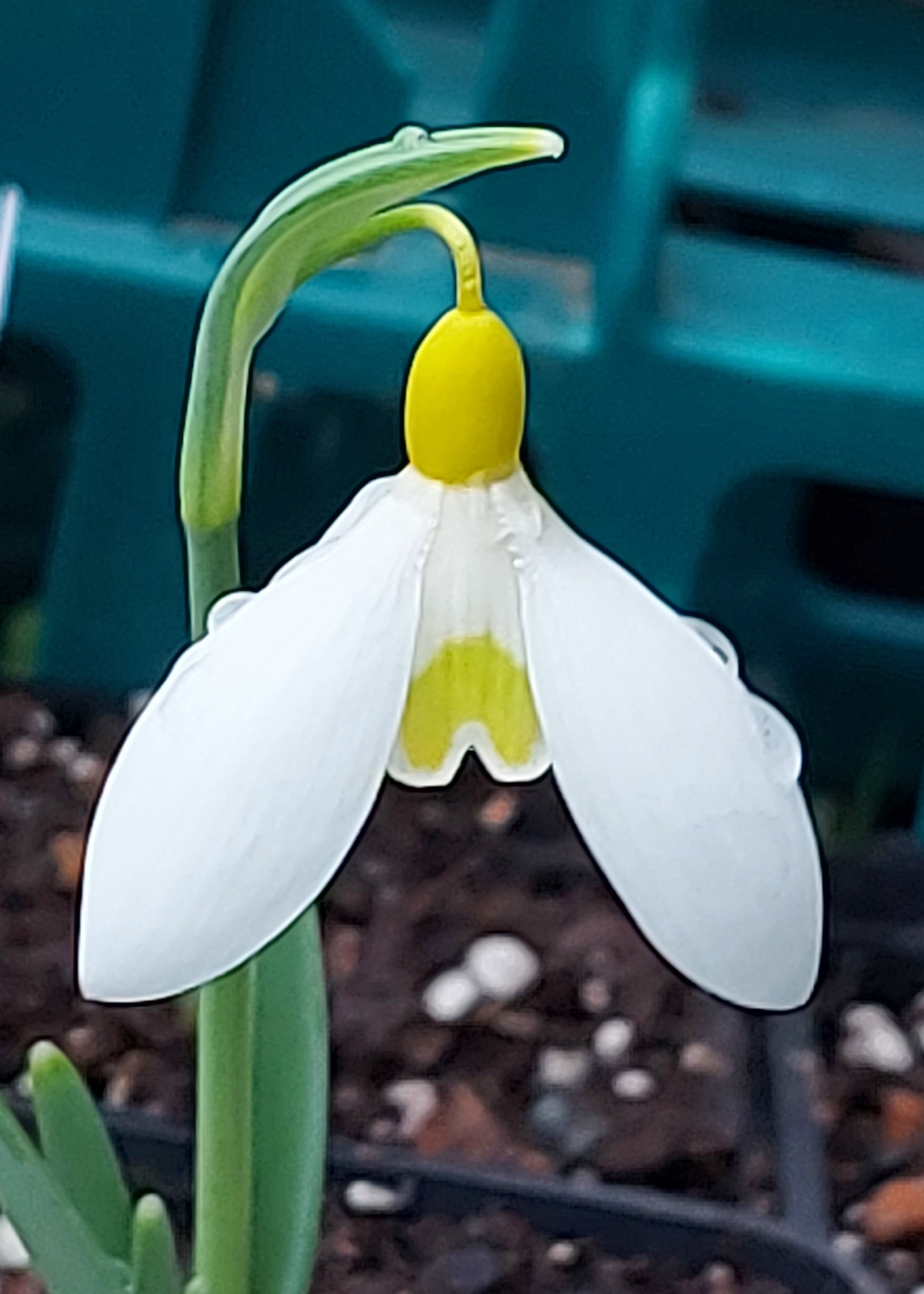 Galanthus Dryad Gold Standard