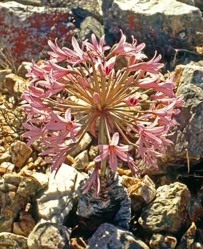 Brunsvigia herrei