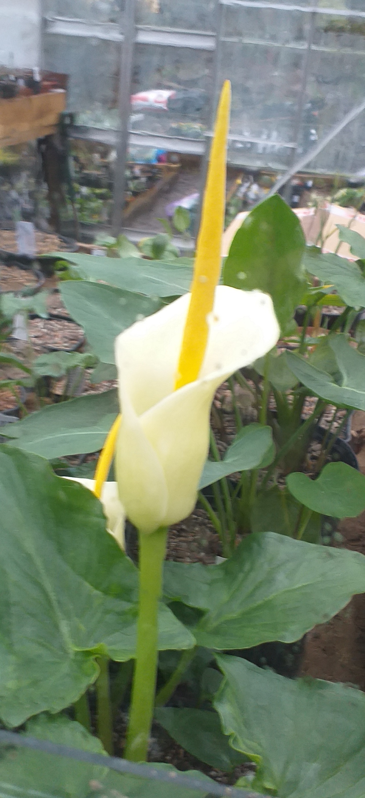 Arum creticum 