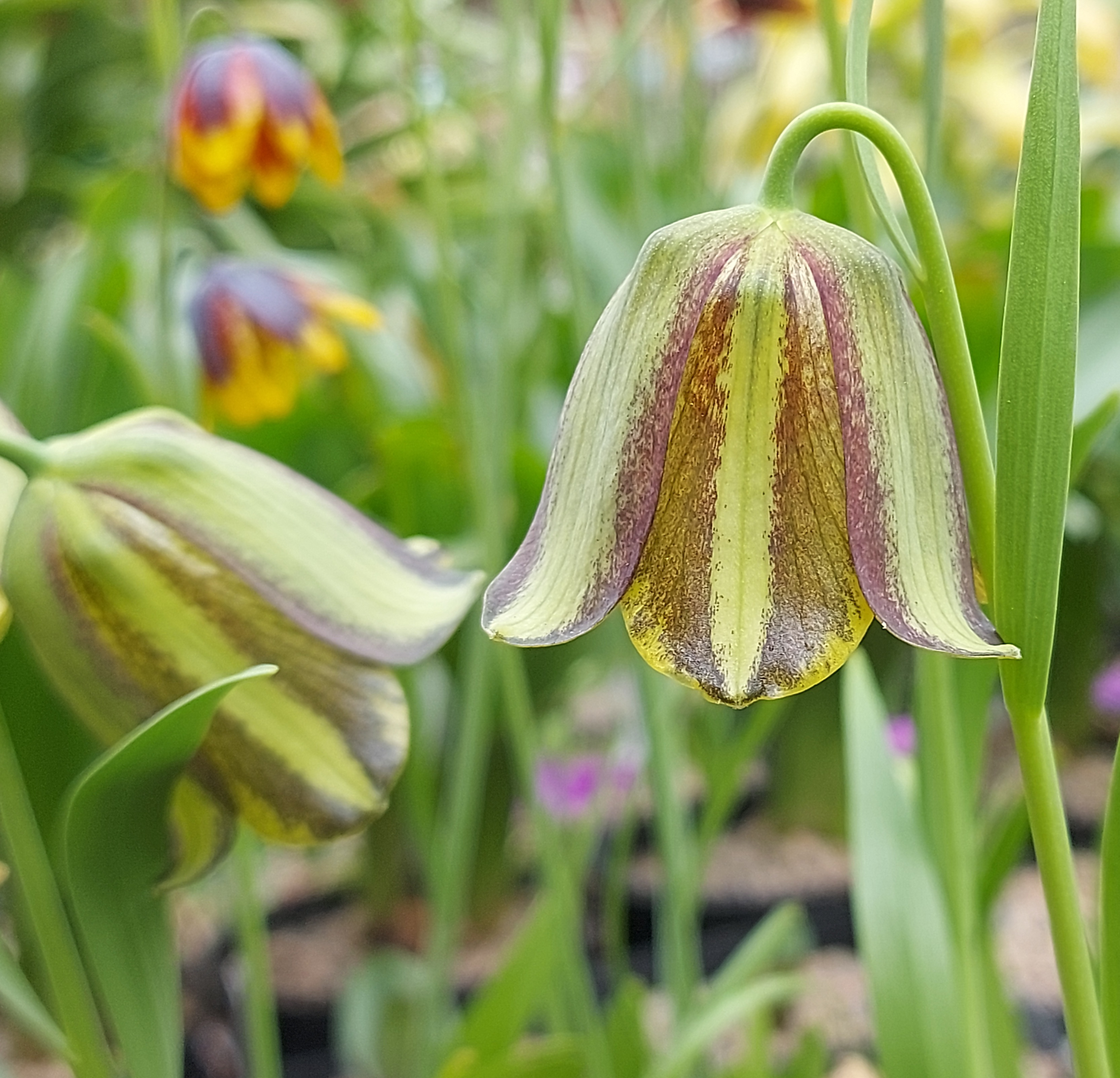 Fritillaria olivieri