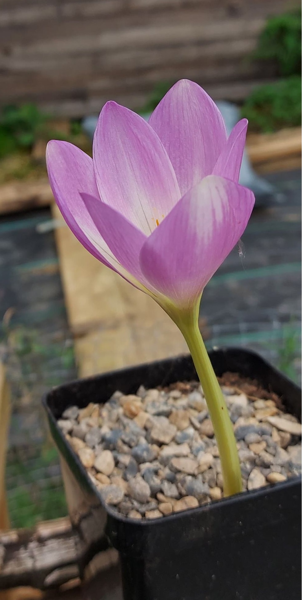 Colchicum Faberge's Silver