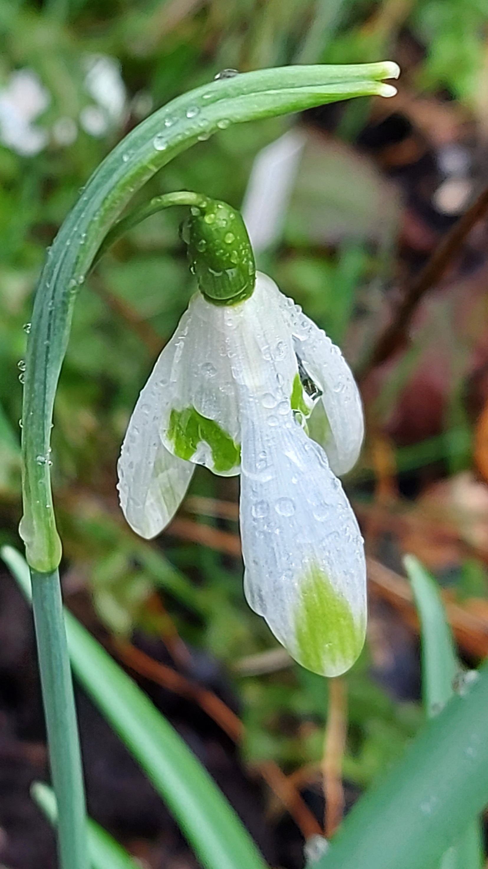 Galanthus Jade