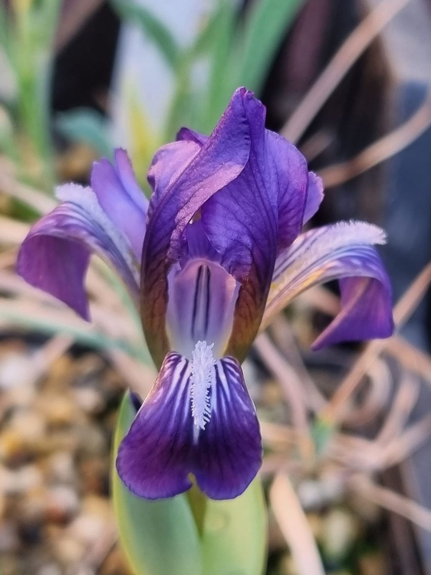 Iris timofejewii