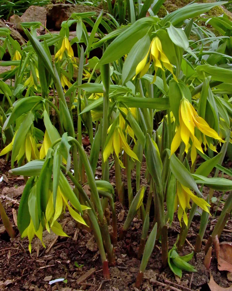 Uvularia grandiflora