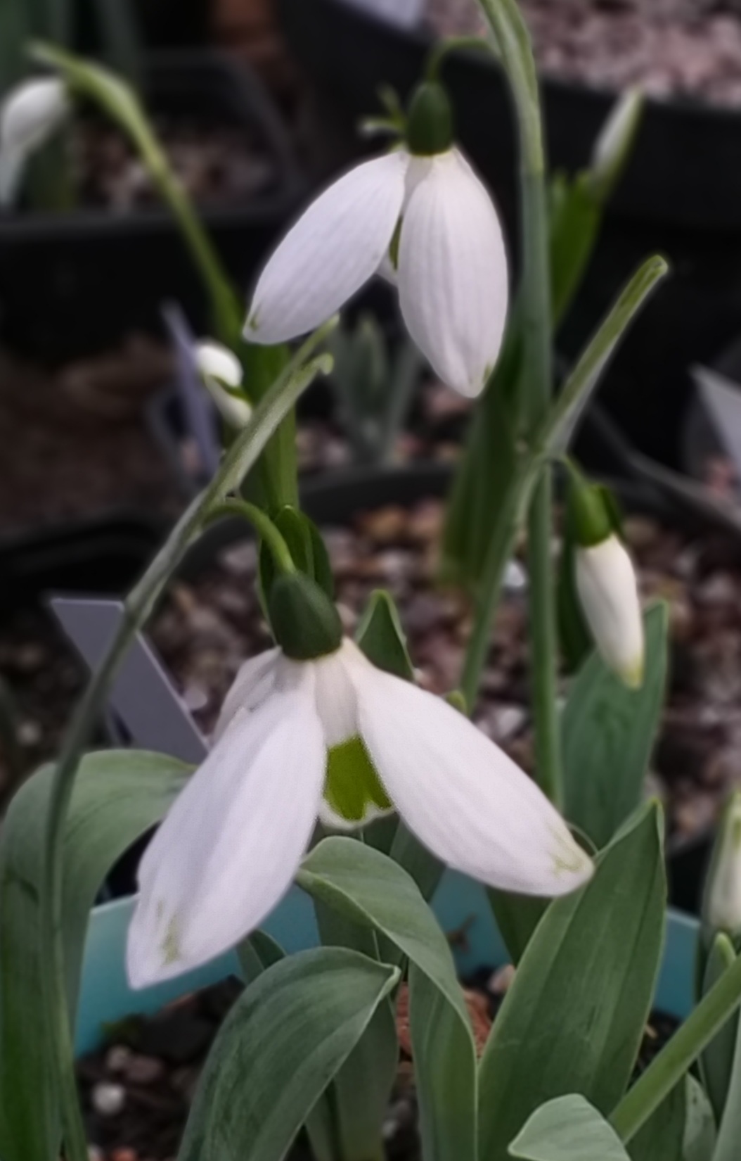 Galanthus caucasicus Green Tip