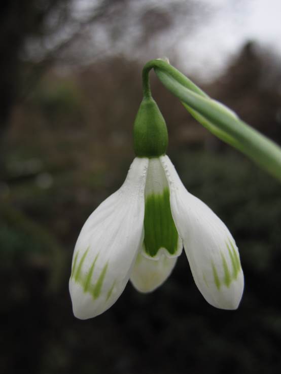 Galanthus Sprite