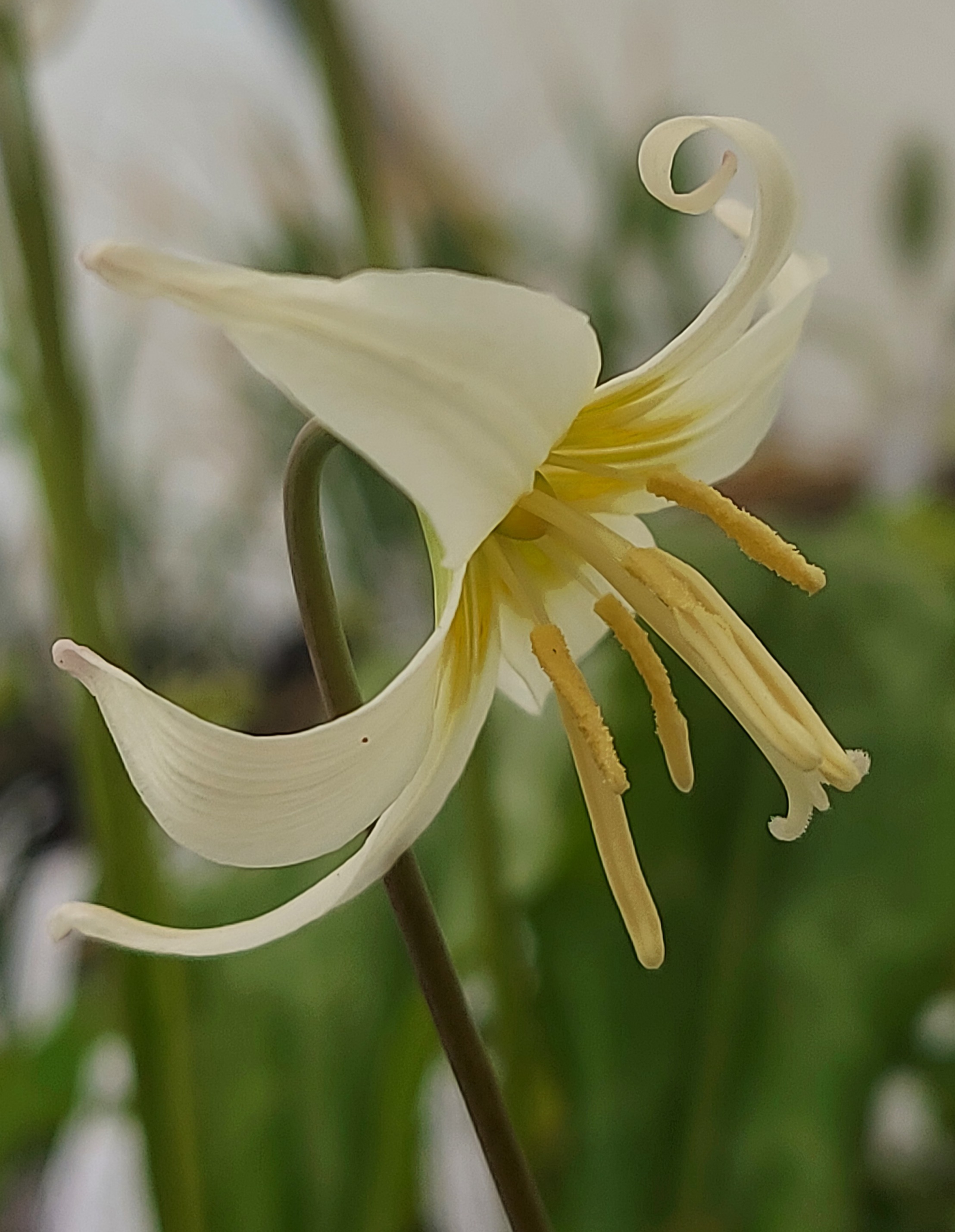Erythronium Minnehaha