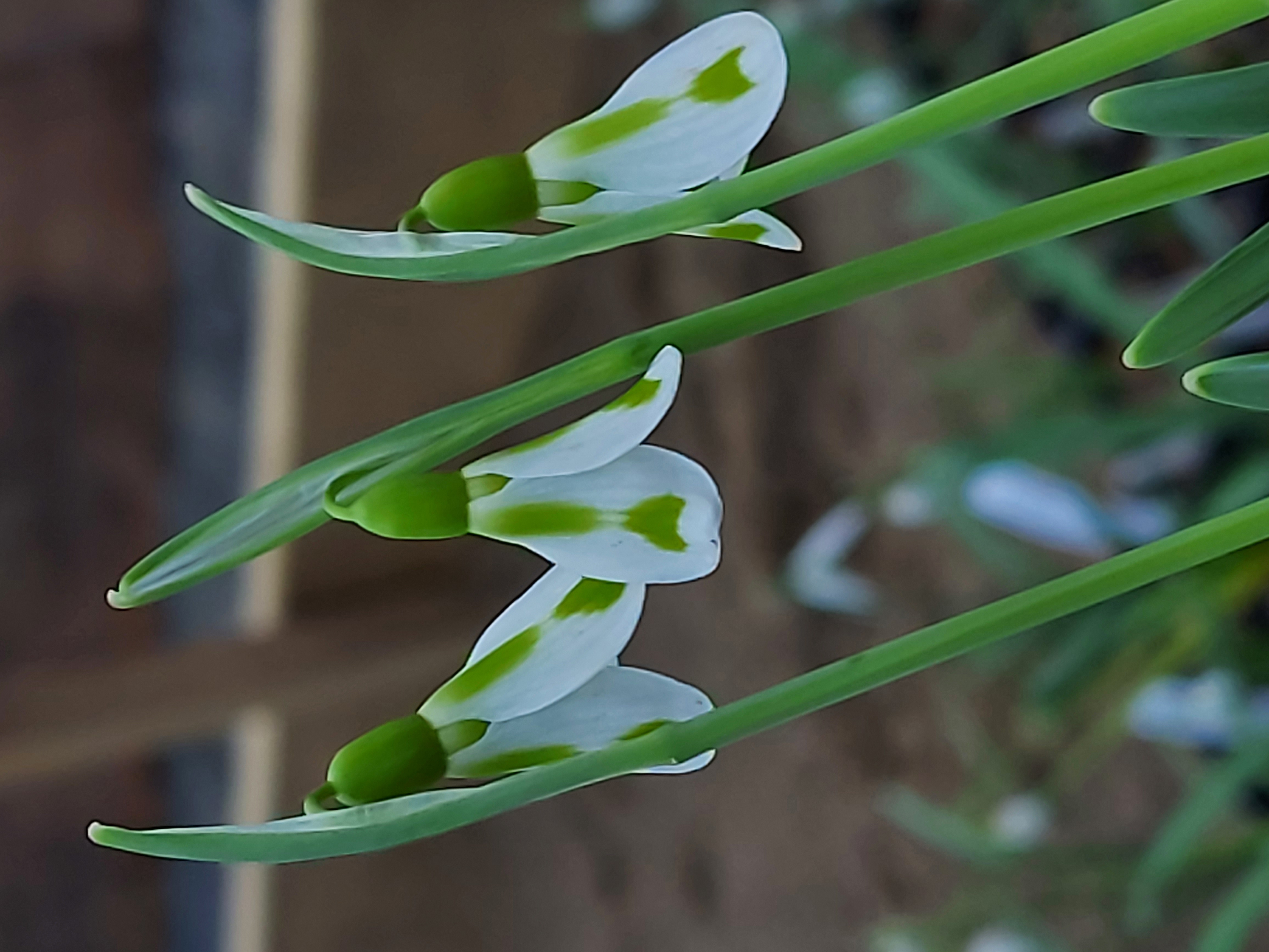 Galanthus Philippe Andre Meyer