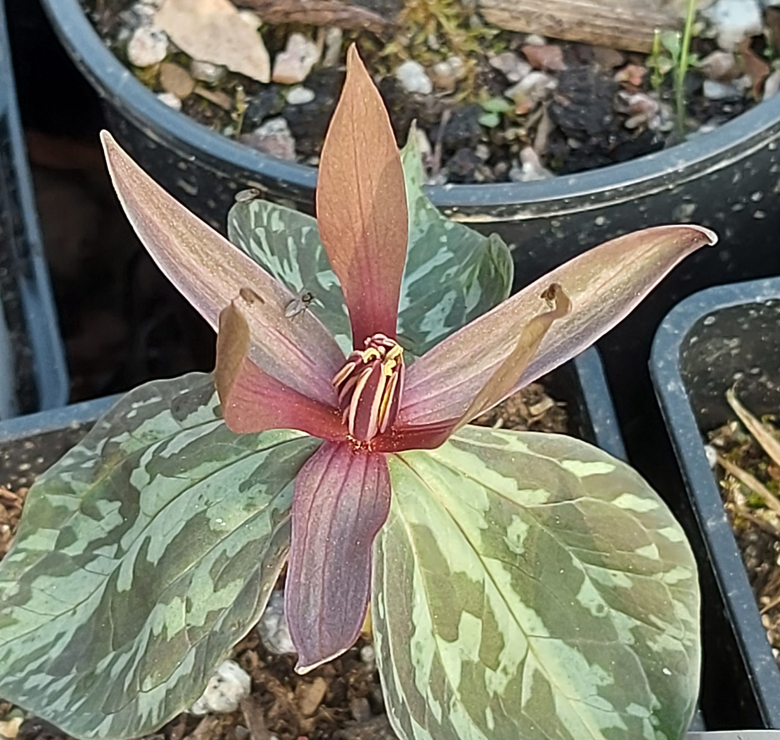 Trillium erectum