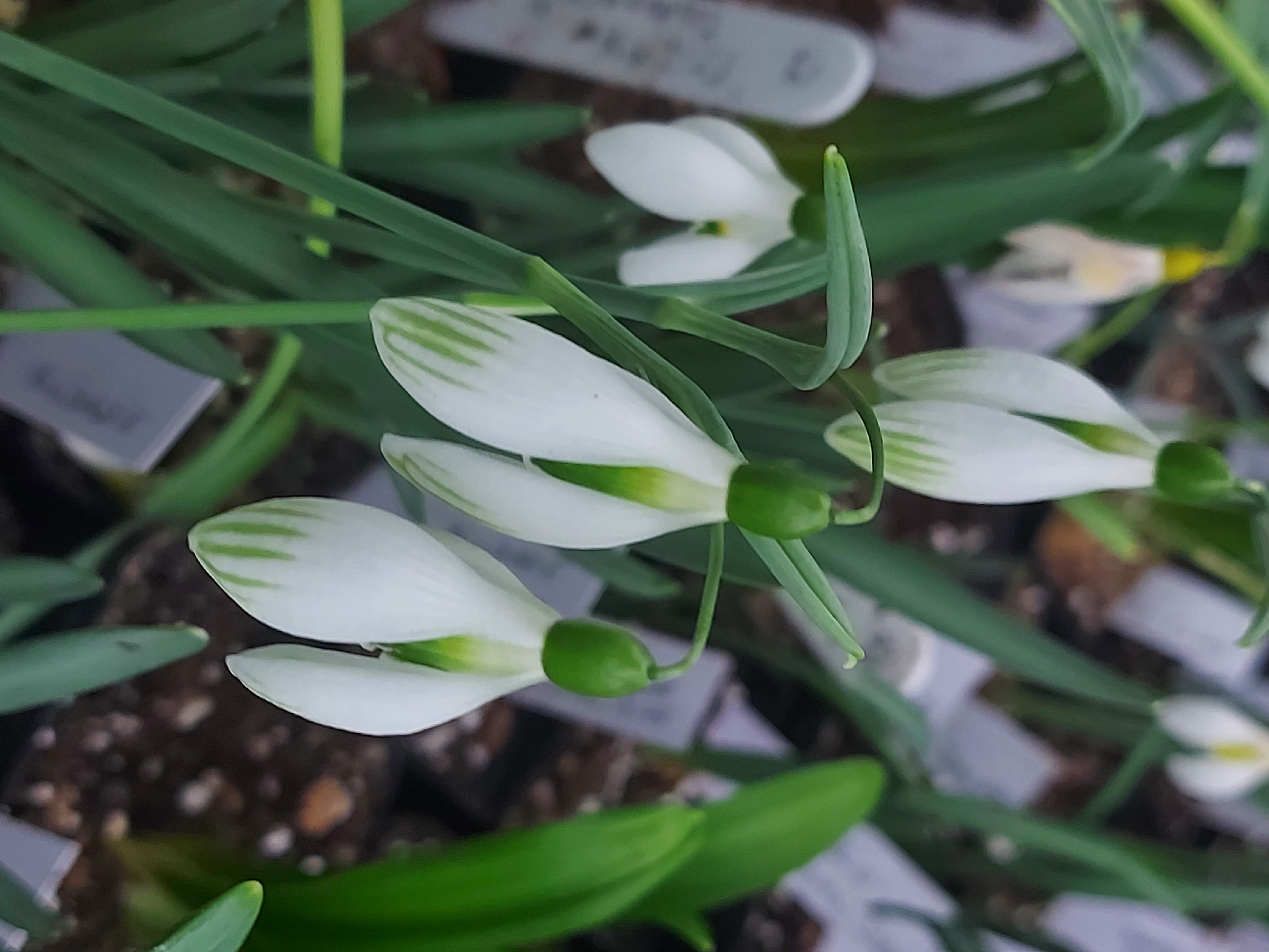 Galanthus Kildare