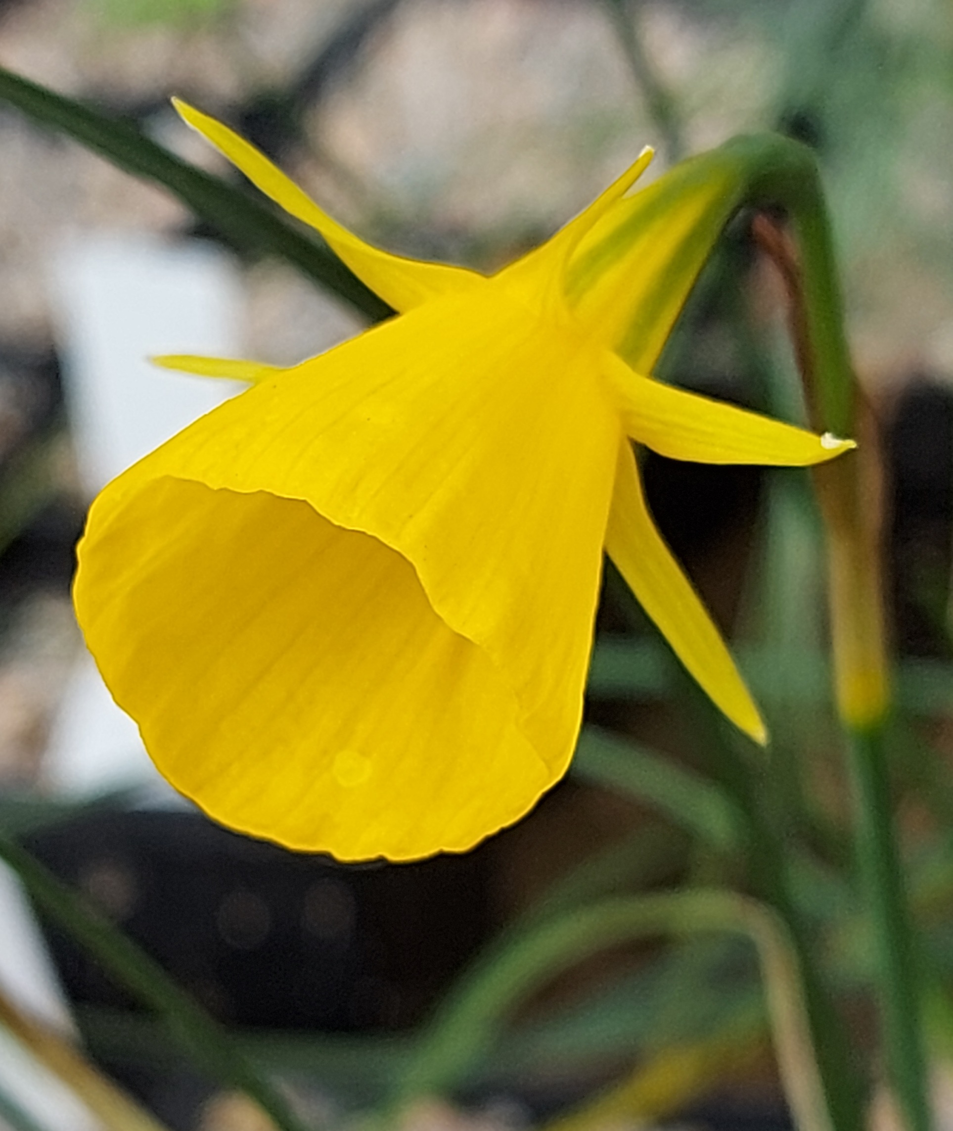 Narcissus bulbocodium ssp quintanichae
