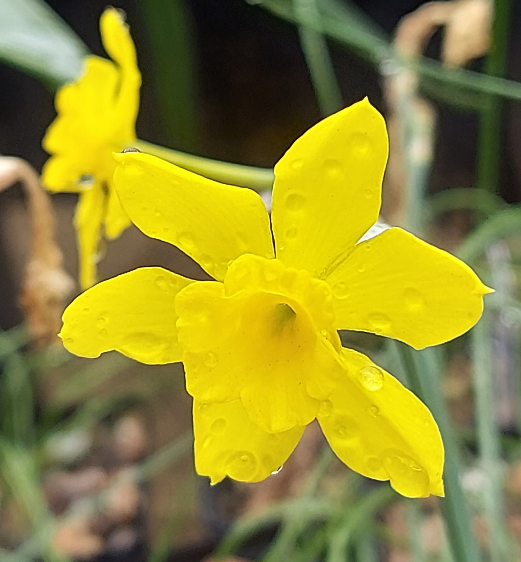 Narcissus rupicola