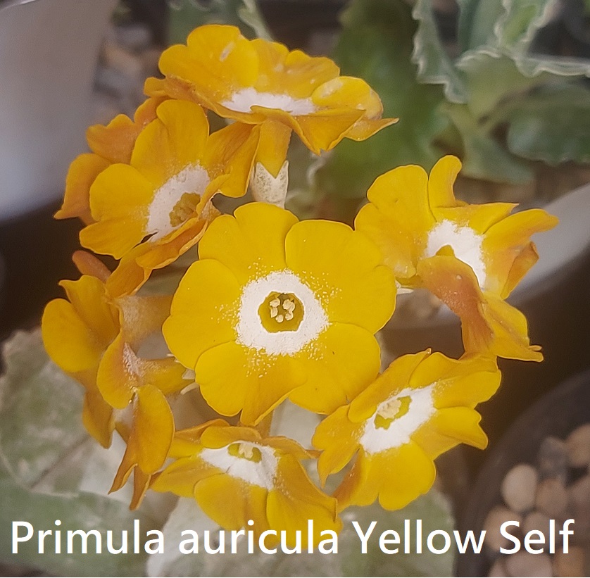 Primula auricula Yellow Self