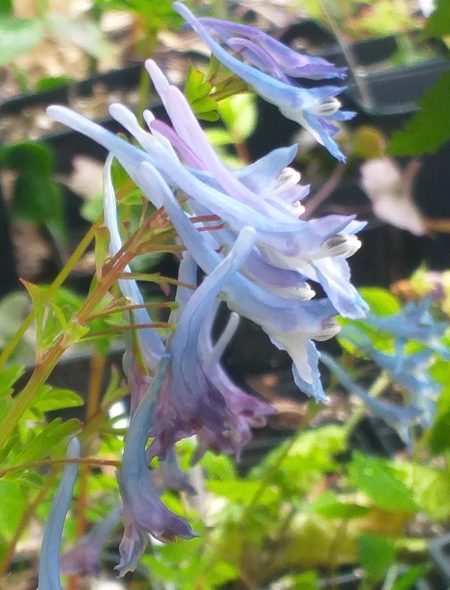Corydalis Wildside Blue