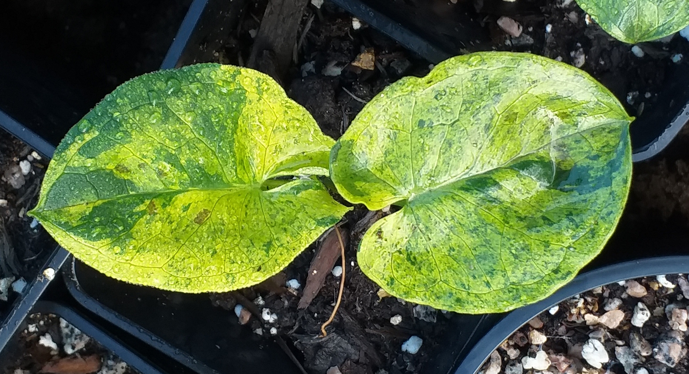 Arum Miss Janay Hall