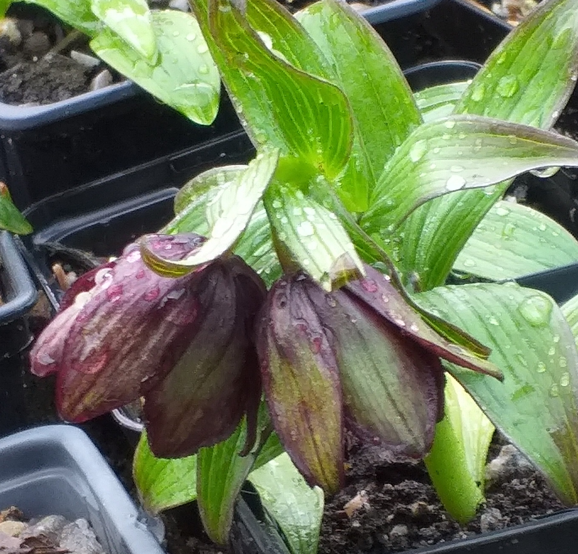 Fritillaria camschatcense Dwarf Form