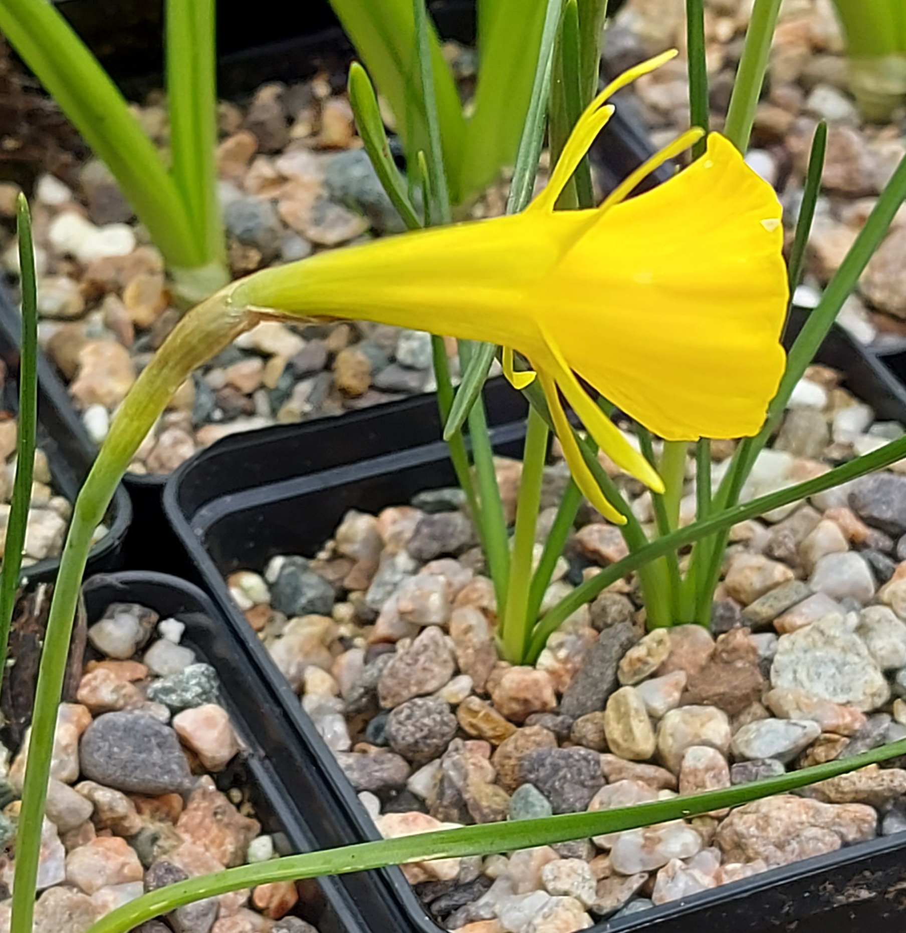 Narcissus nivalis