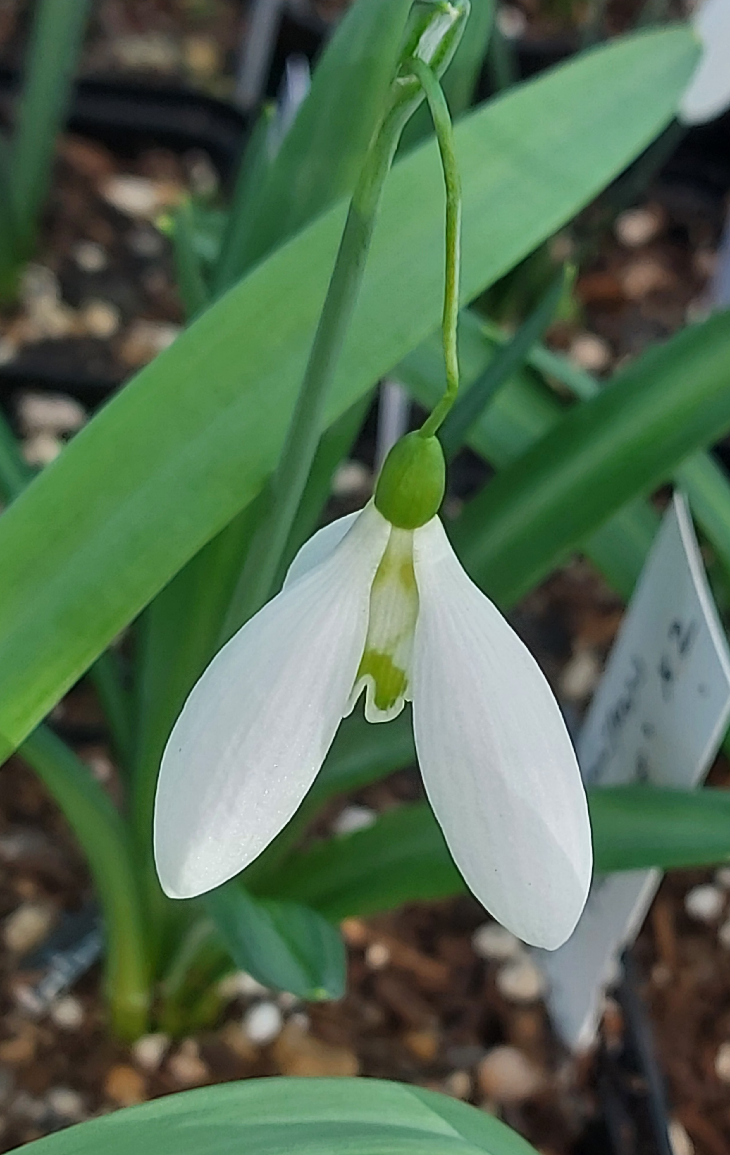 Galanthus Fishface