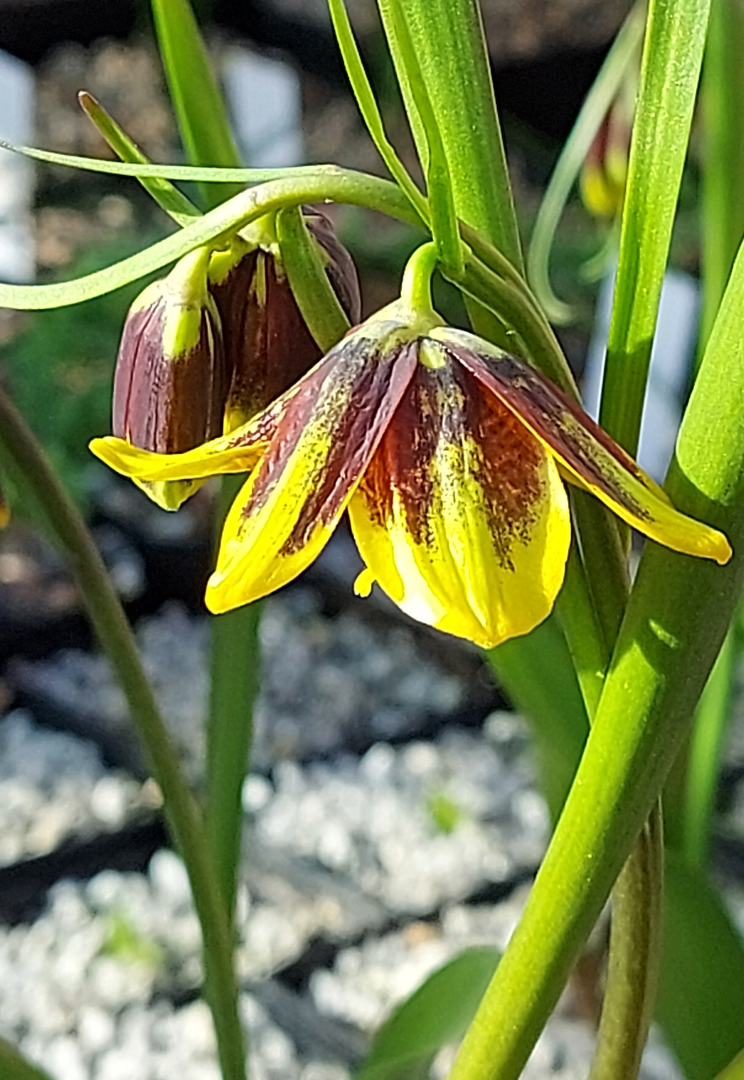Fritillaria reuteri