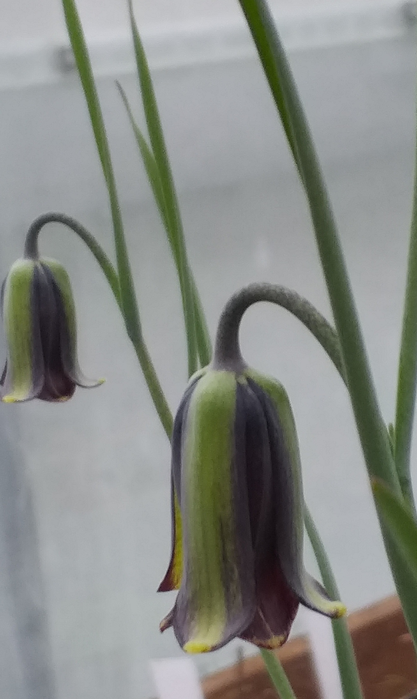 Fritillaria latakiensis