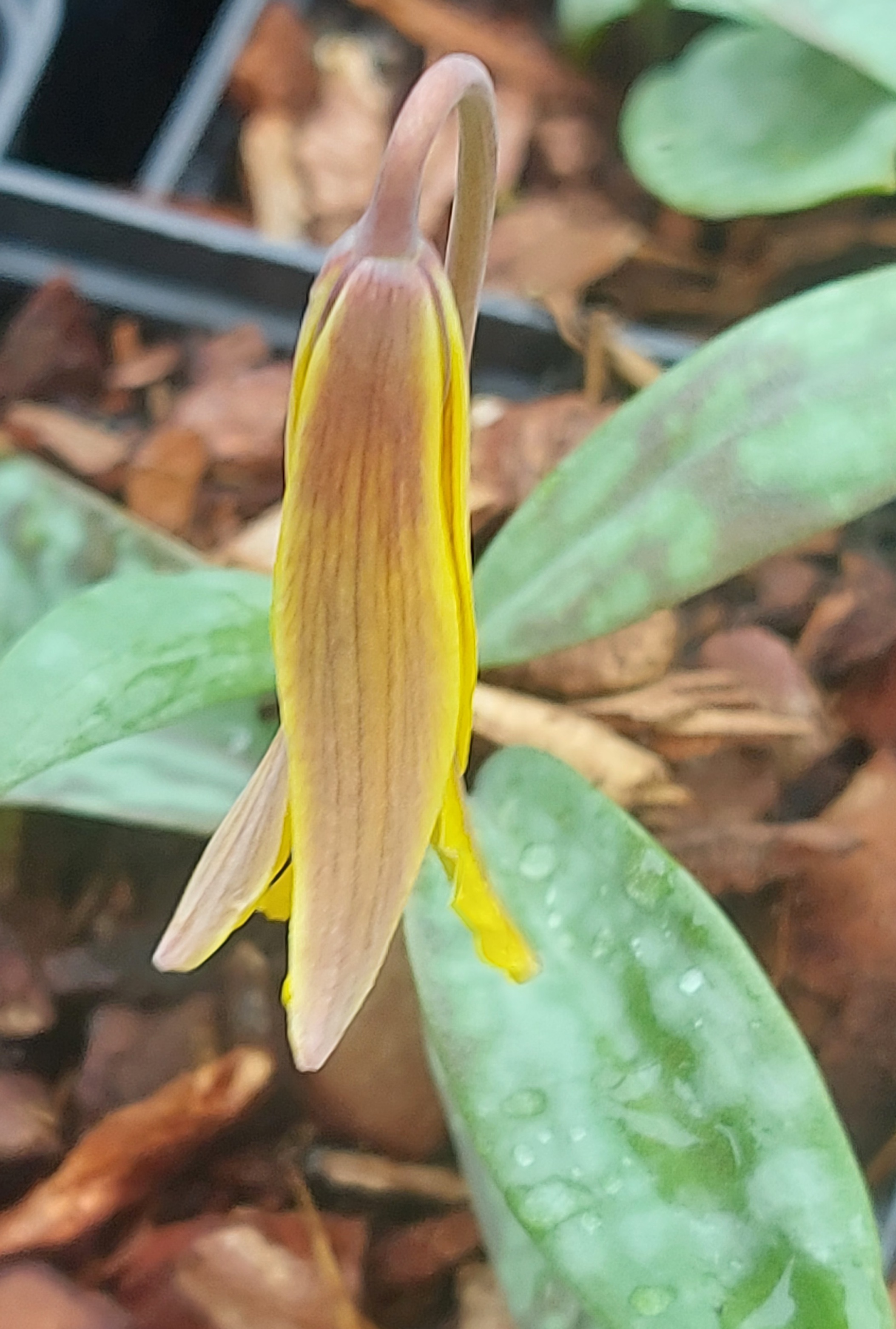 Erythronium americanum