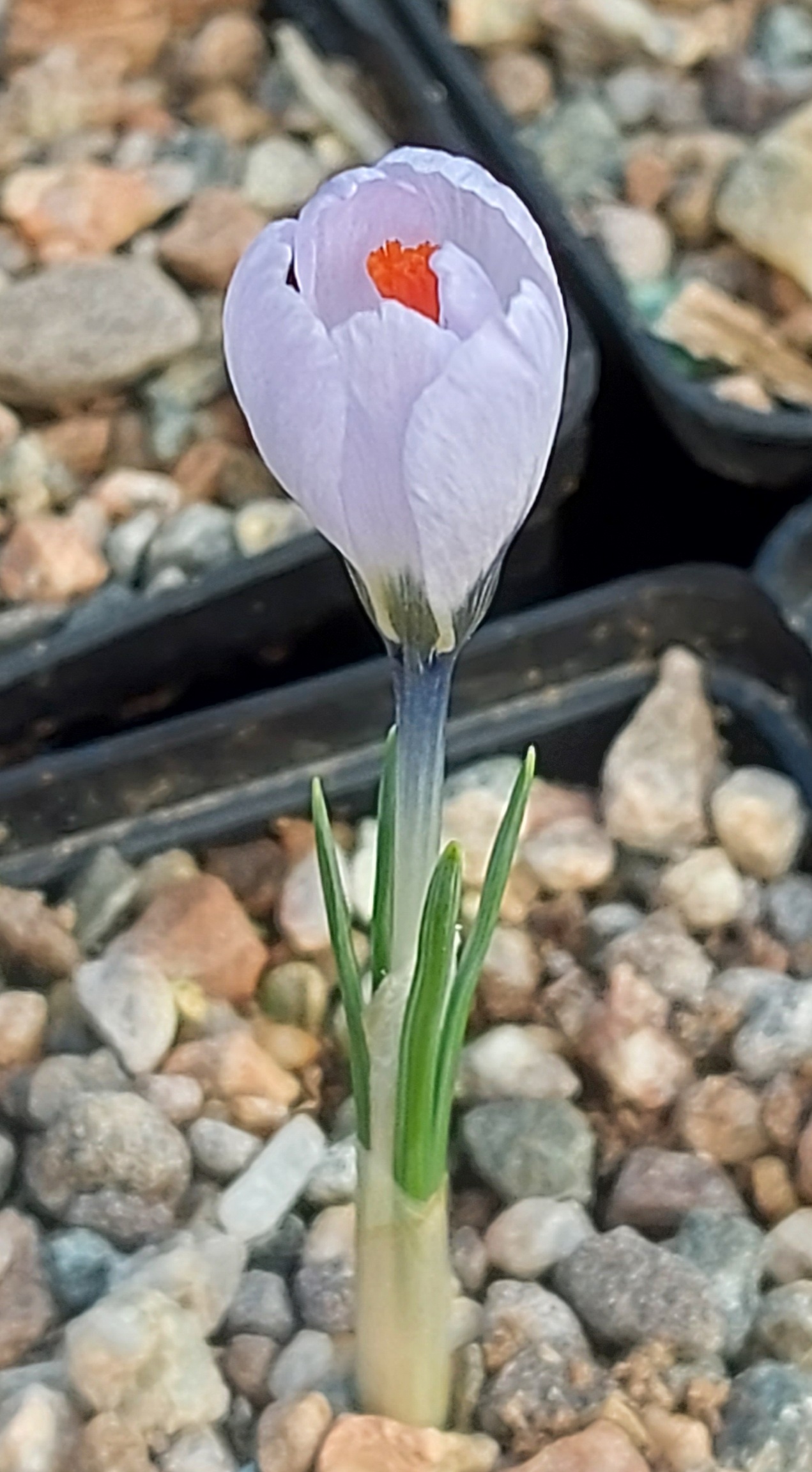 Crocus schneideri