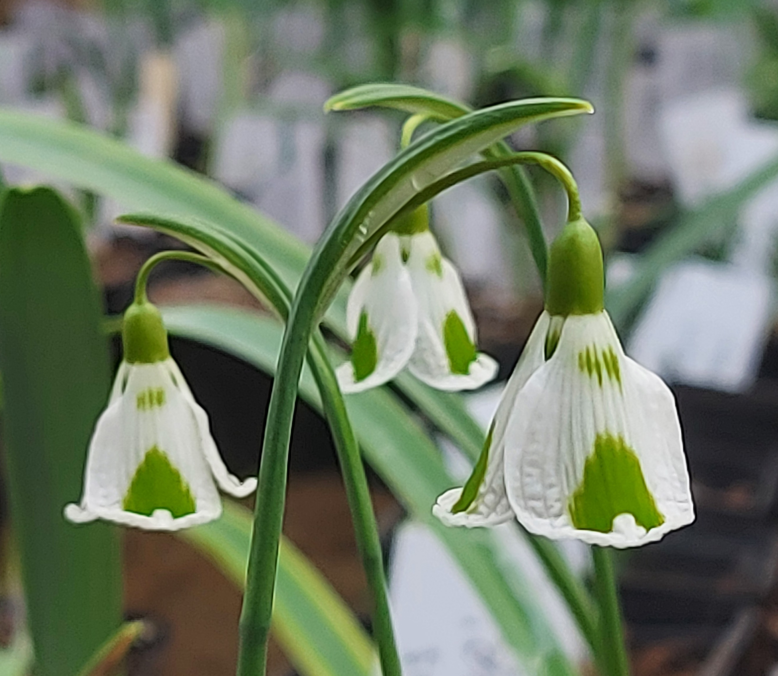 Galanthus Party Dress