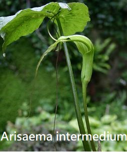 Arisaema intermedium
