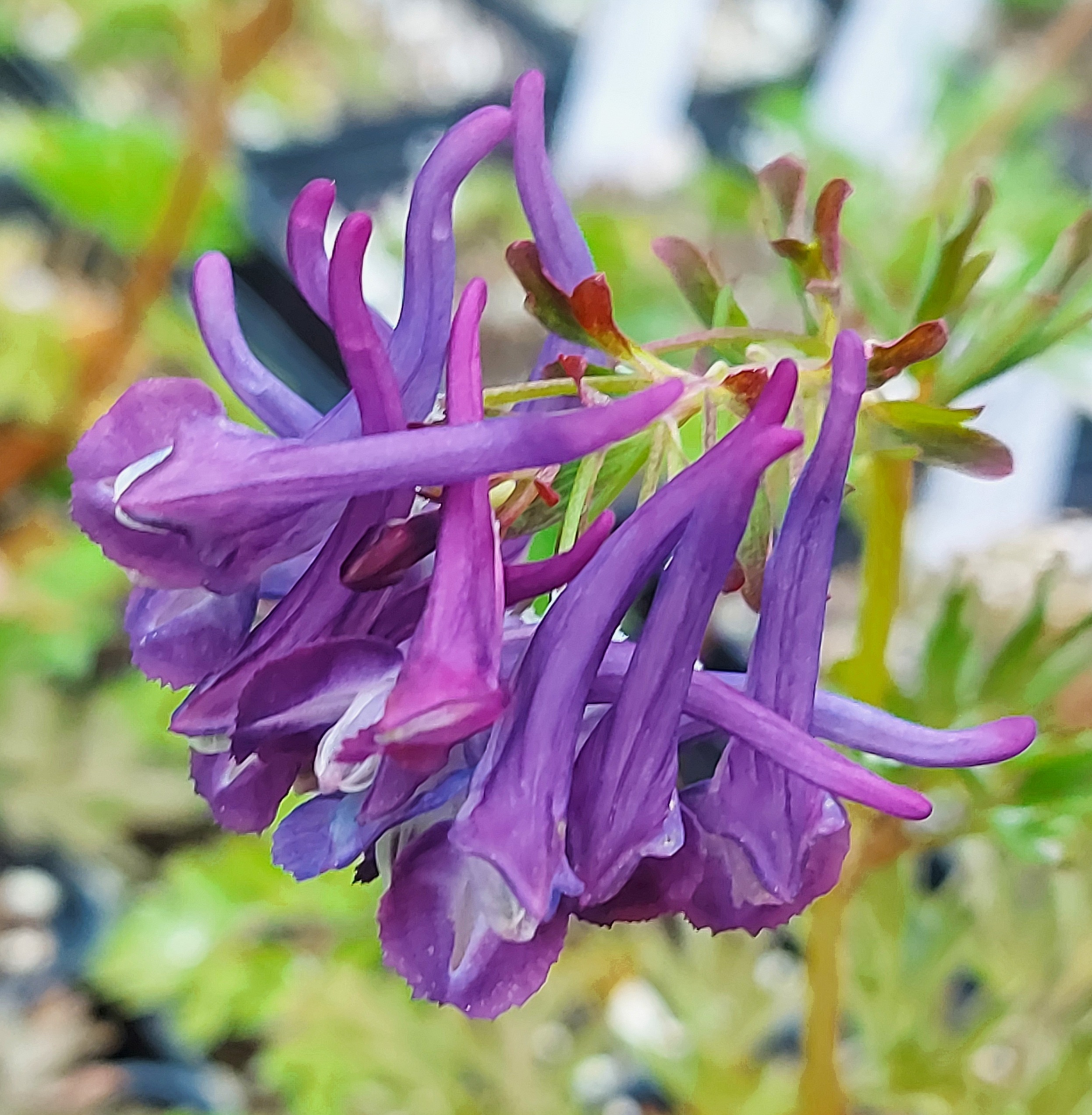 Corydalis Korns Purple