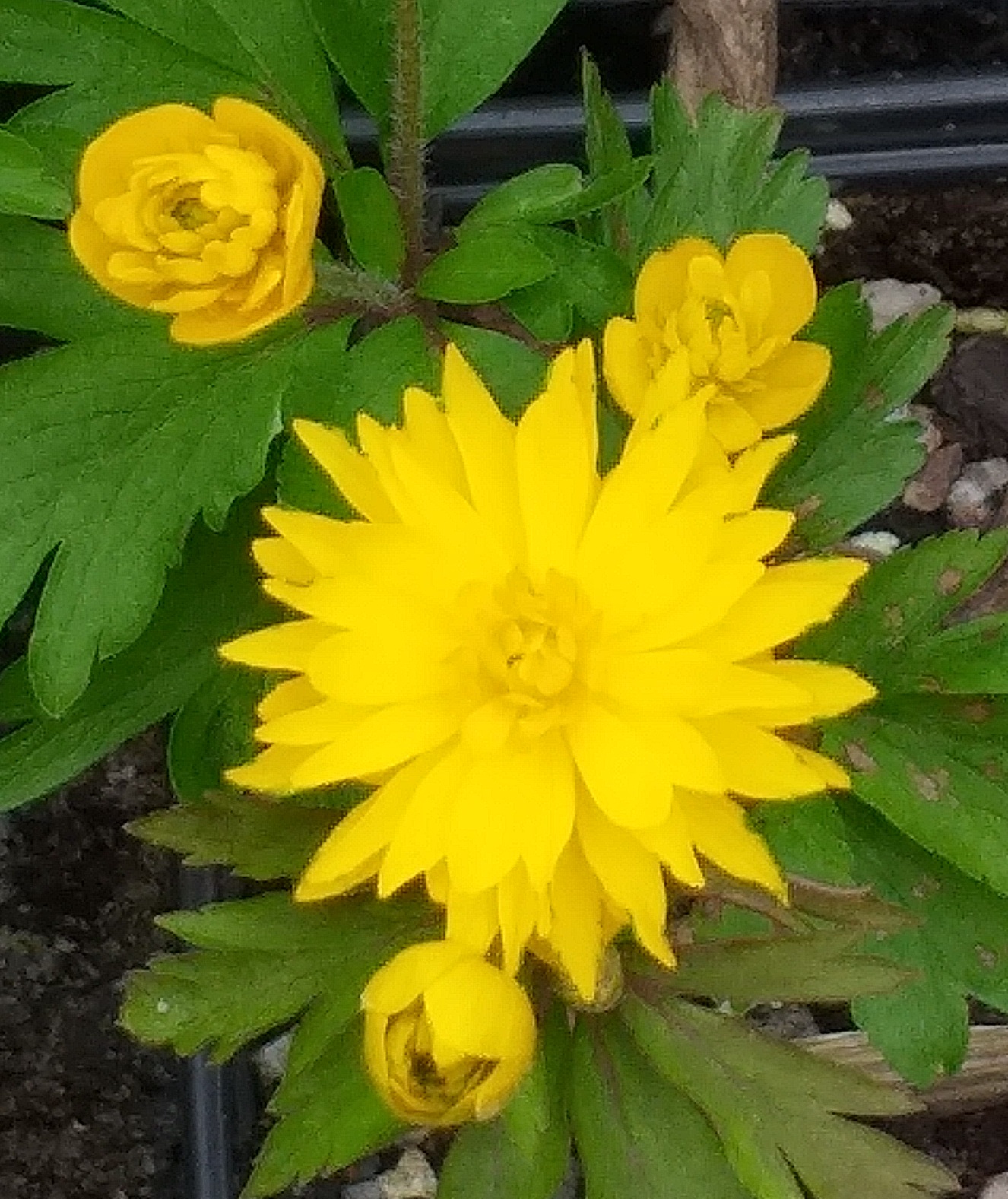 Anemone ranunculoides Maria