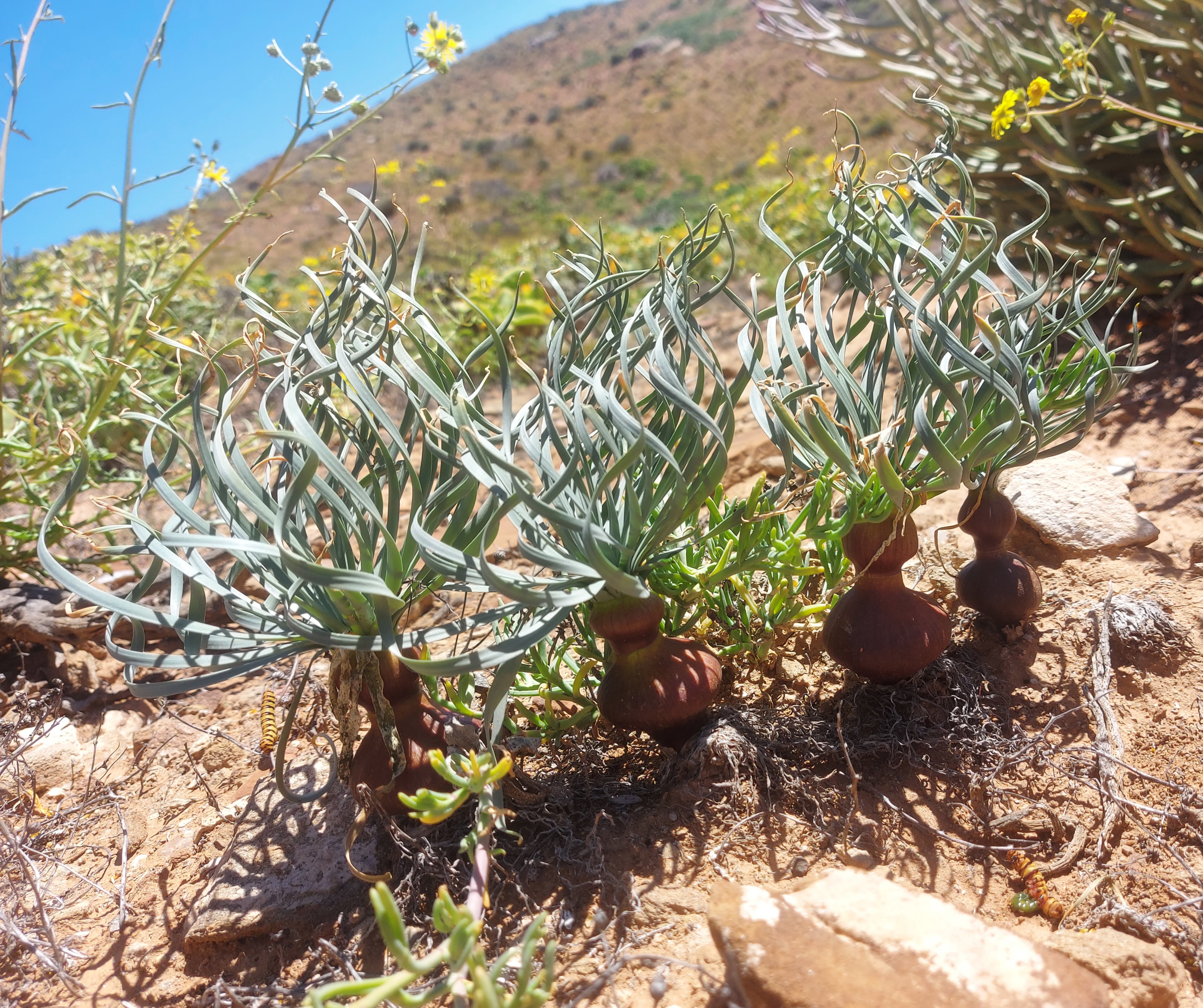 Gethyllis namaquensis
