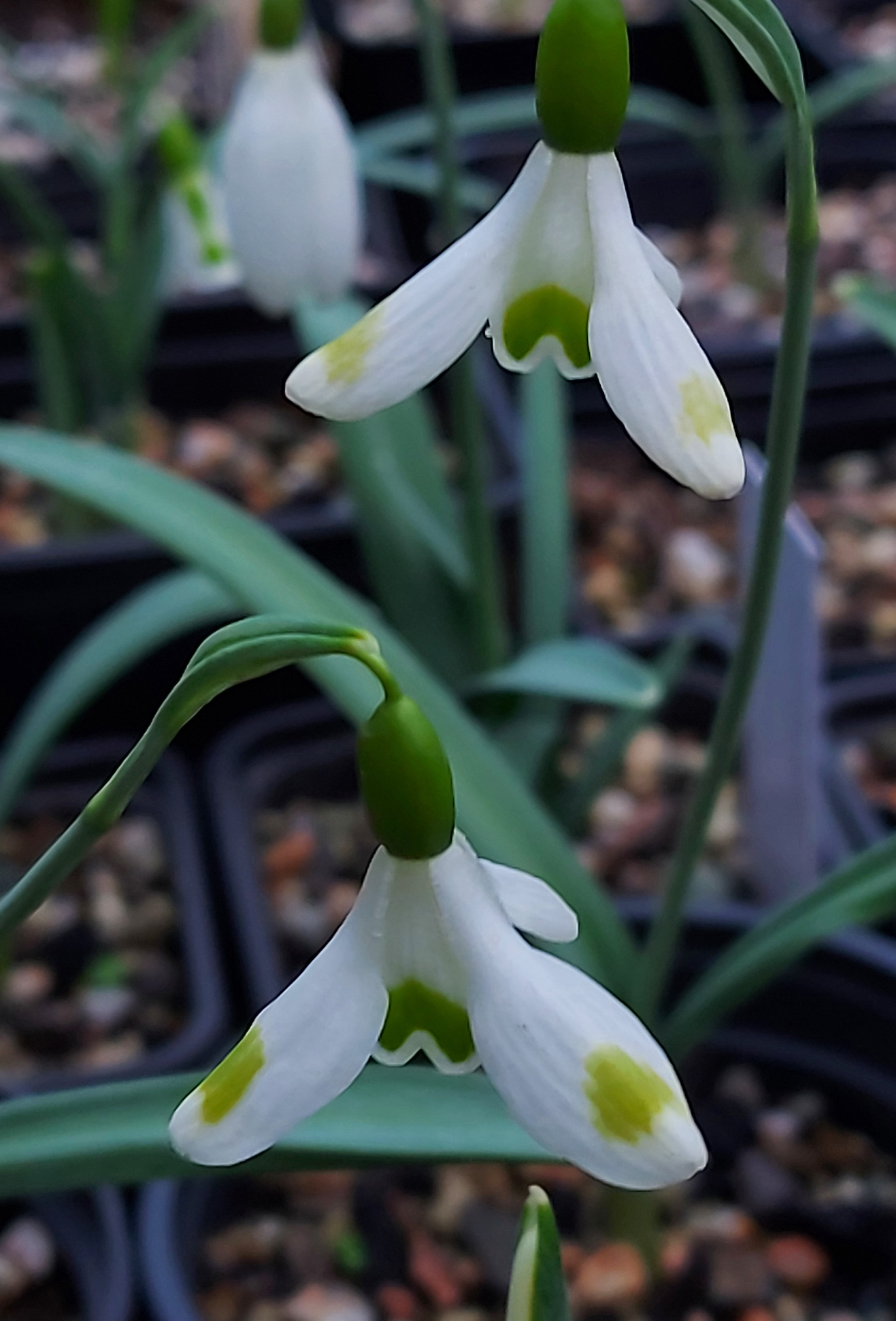 Galanthus Aunt Agnes