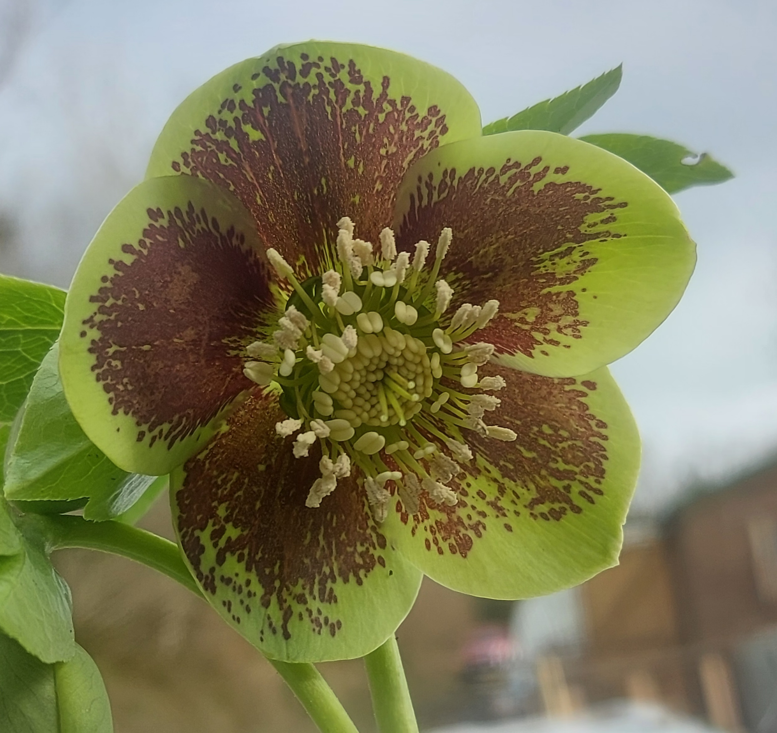Helleborus x hybridus Single Green Splash