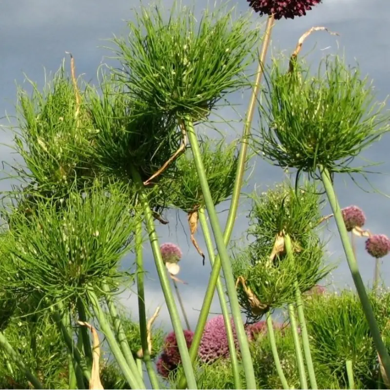Allium Catweazle
