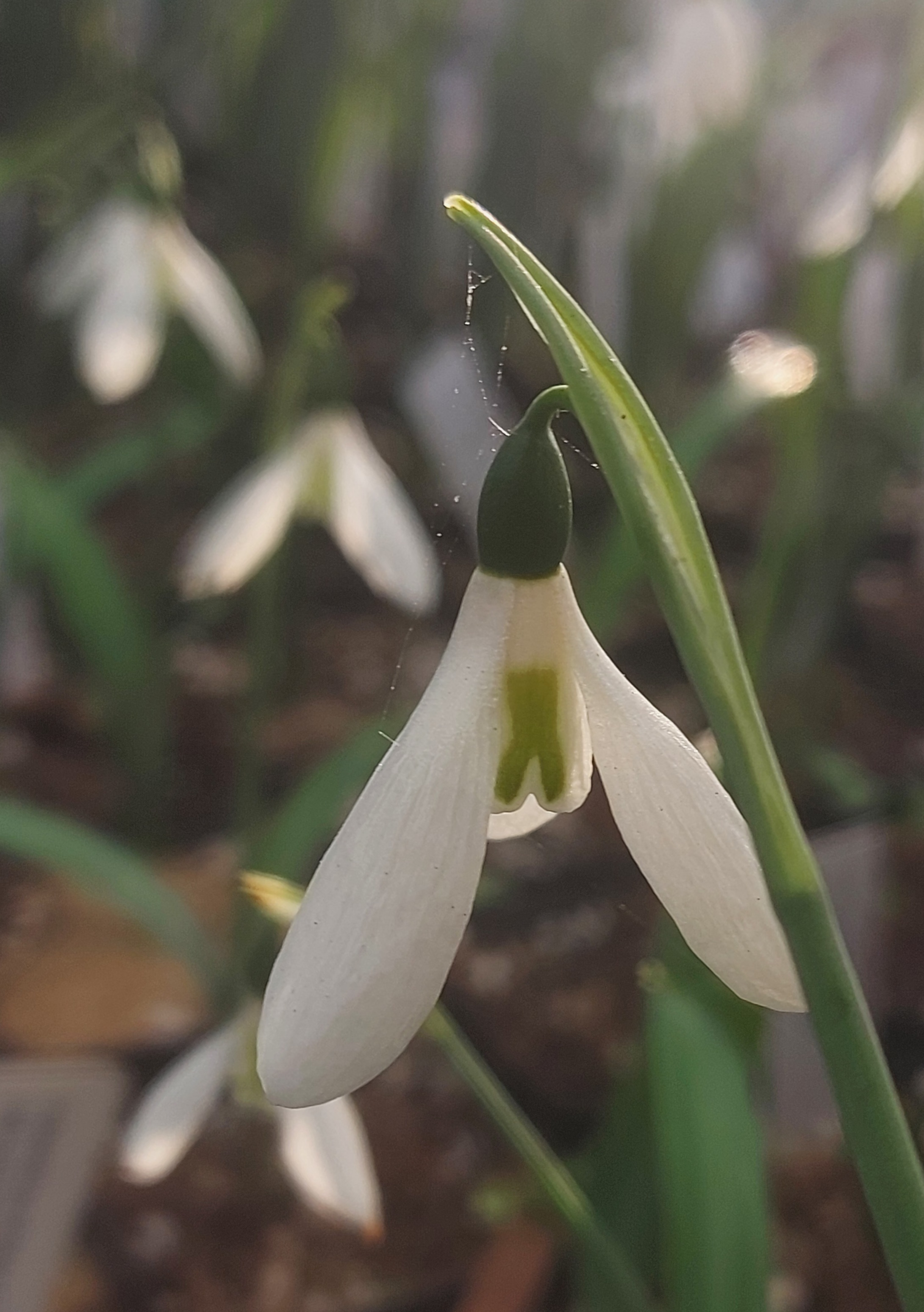 Galanthus Peter Gatehouse