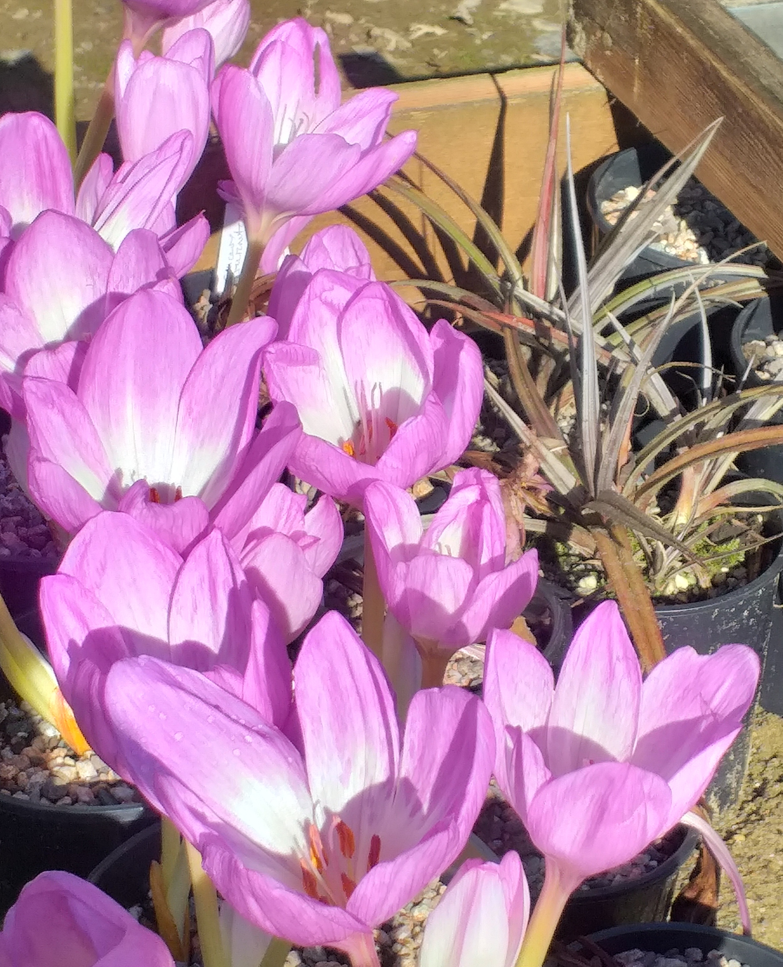 Colchicum The Giant