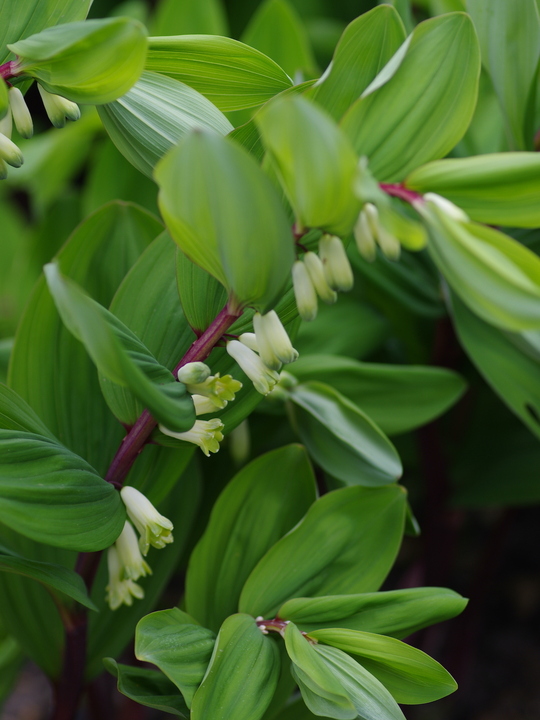 Polygonatum odoratum Red Stem