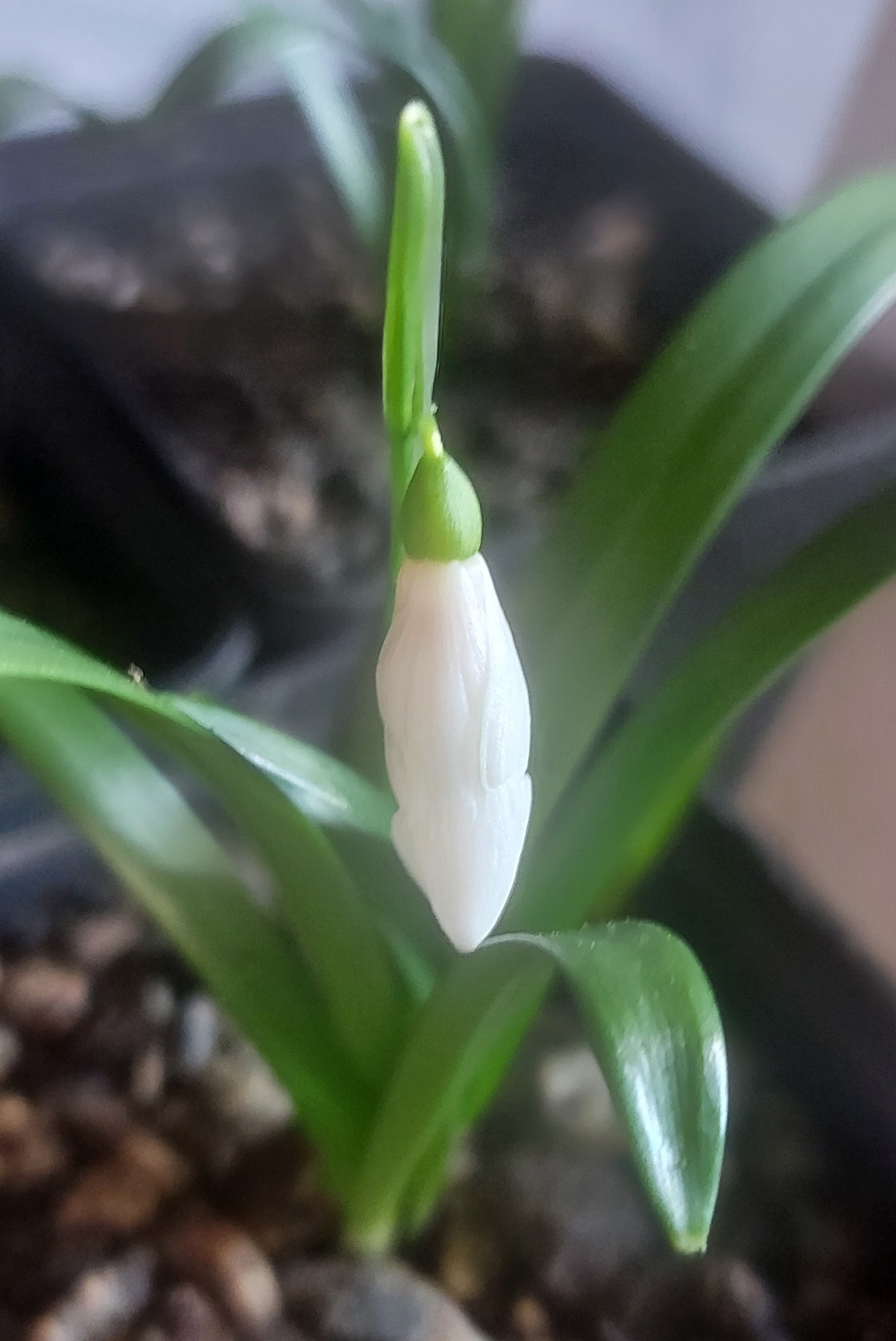 Galanthus kemulariae
