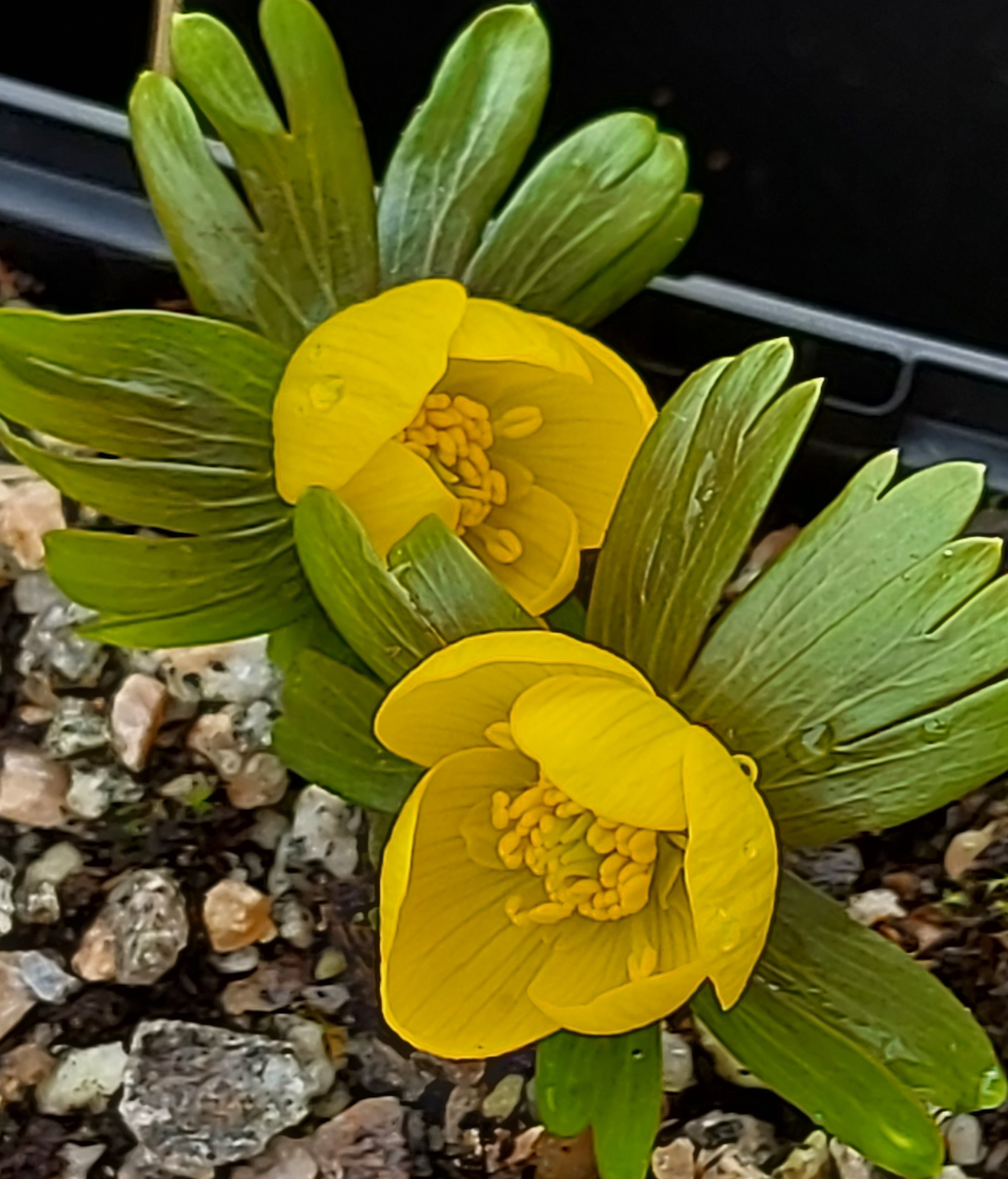 Eranthis Hafod