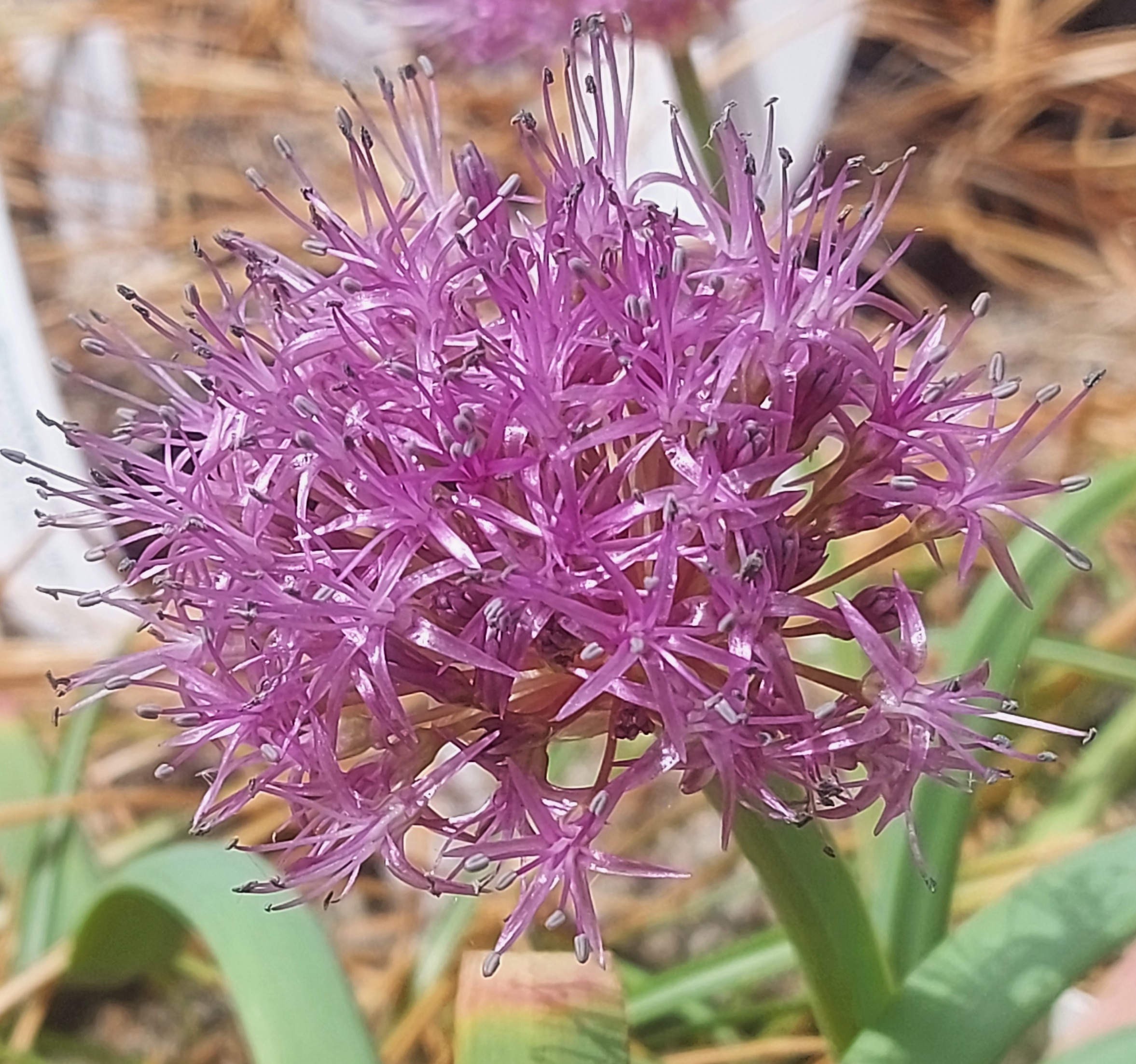 Allium platycaule