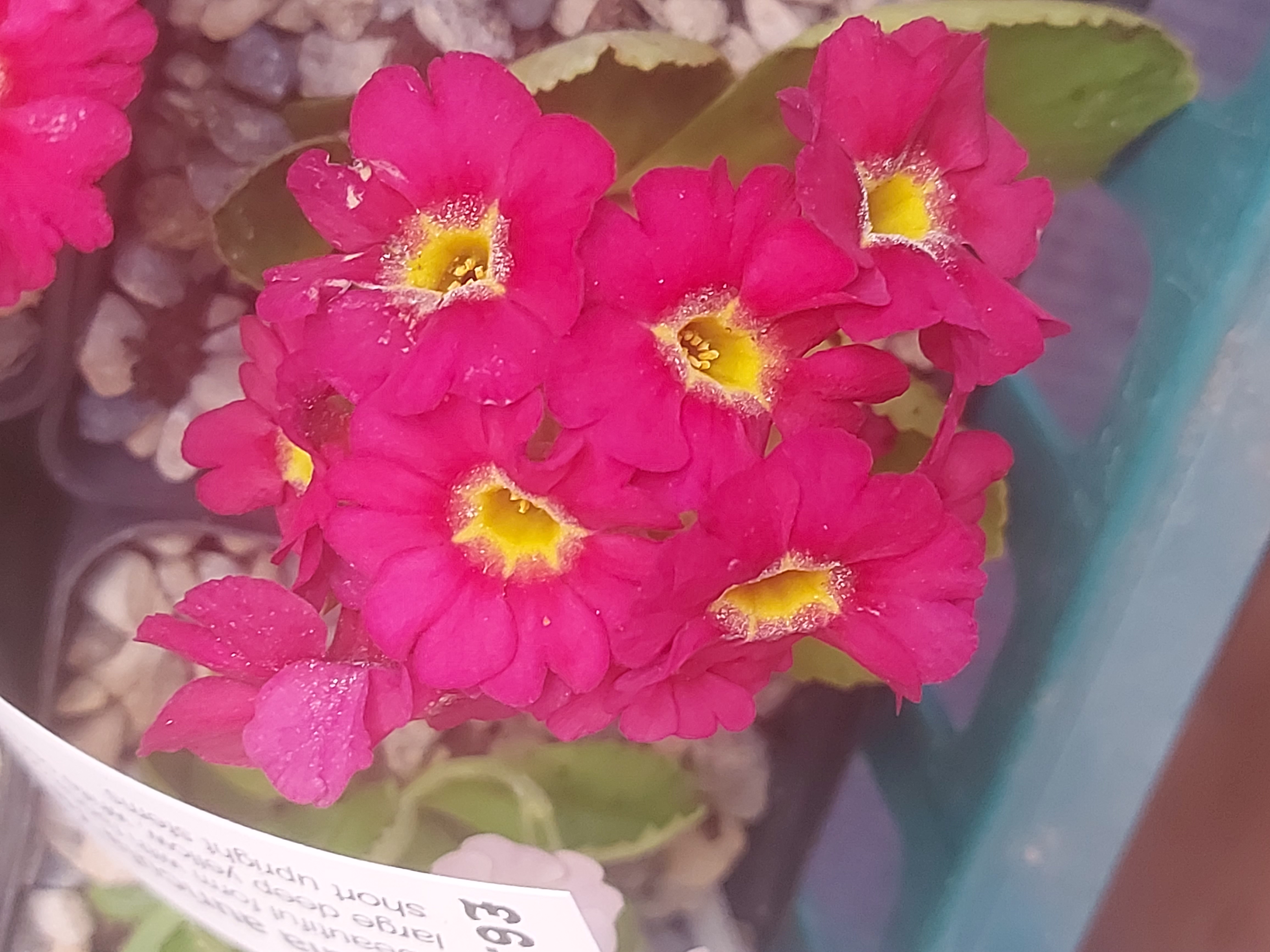 Primula auricula Rufus