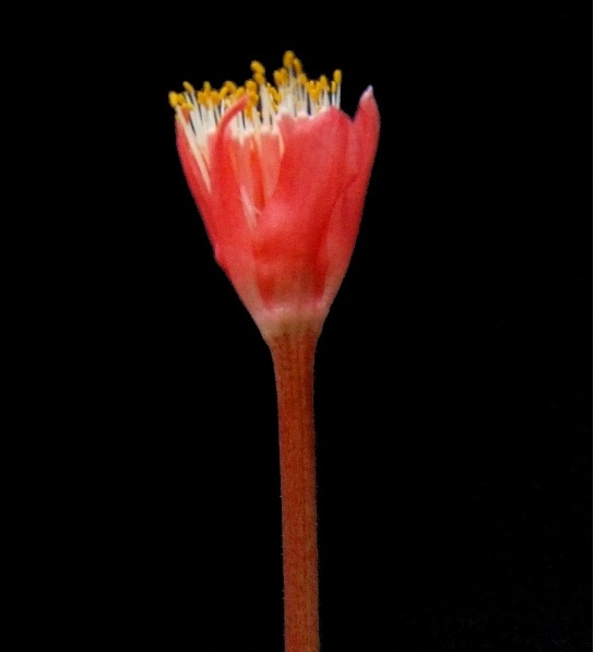 Haemanthus unifoliatus
