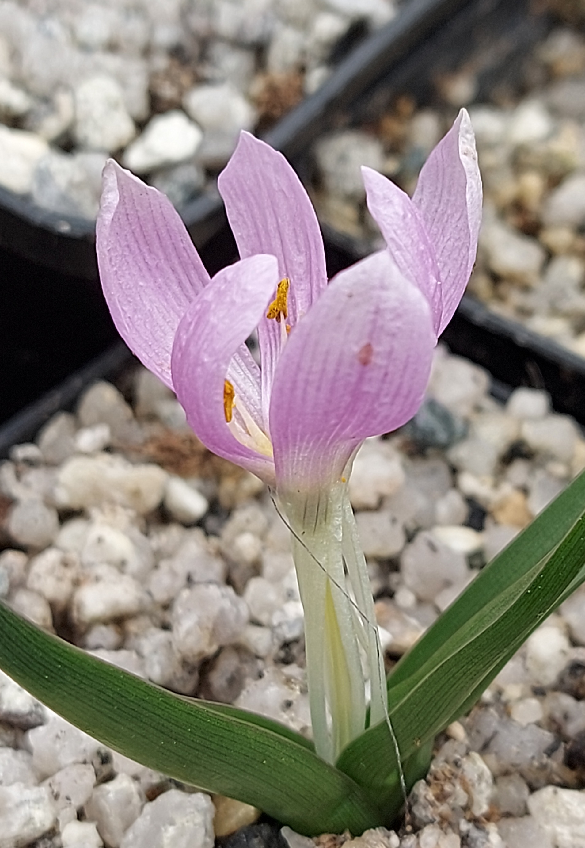 Colchicum trigynum
