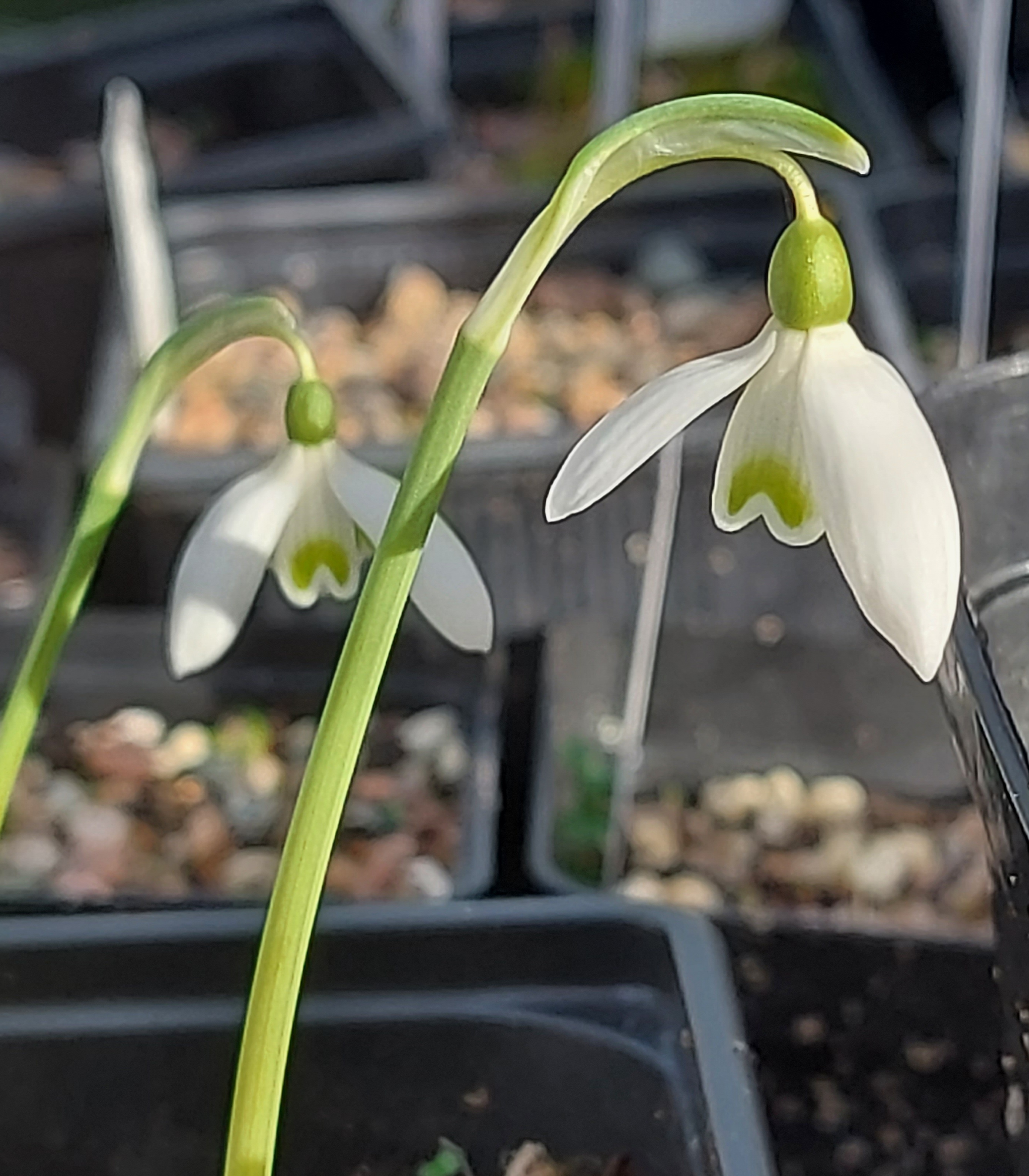 Galanthus reginae-olgae Melvyn Jope