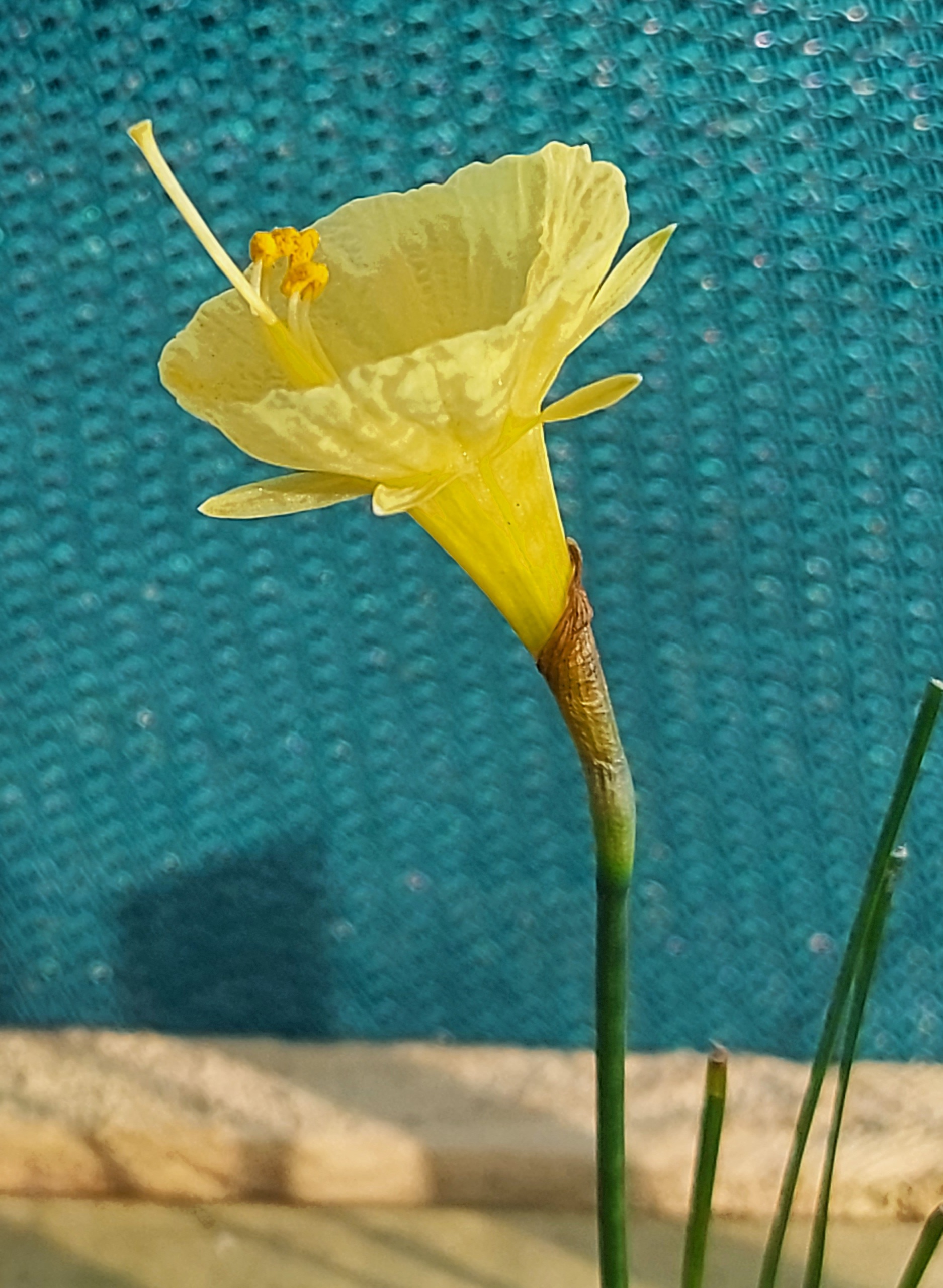 Narcissus Sedna