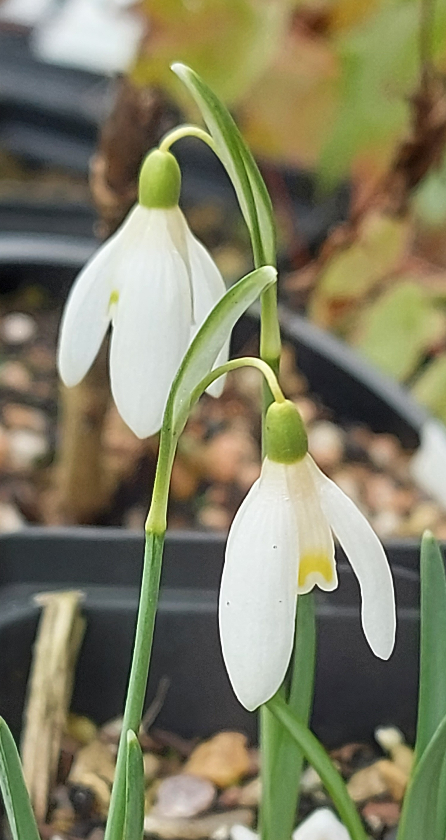 Galanthus Blonde Inge