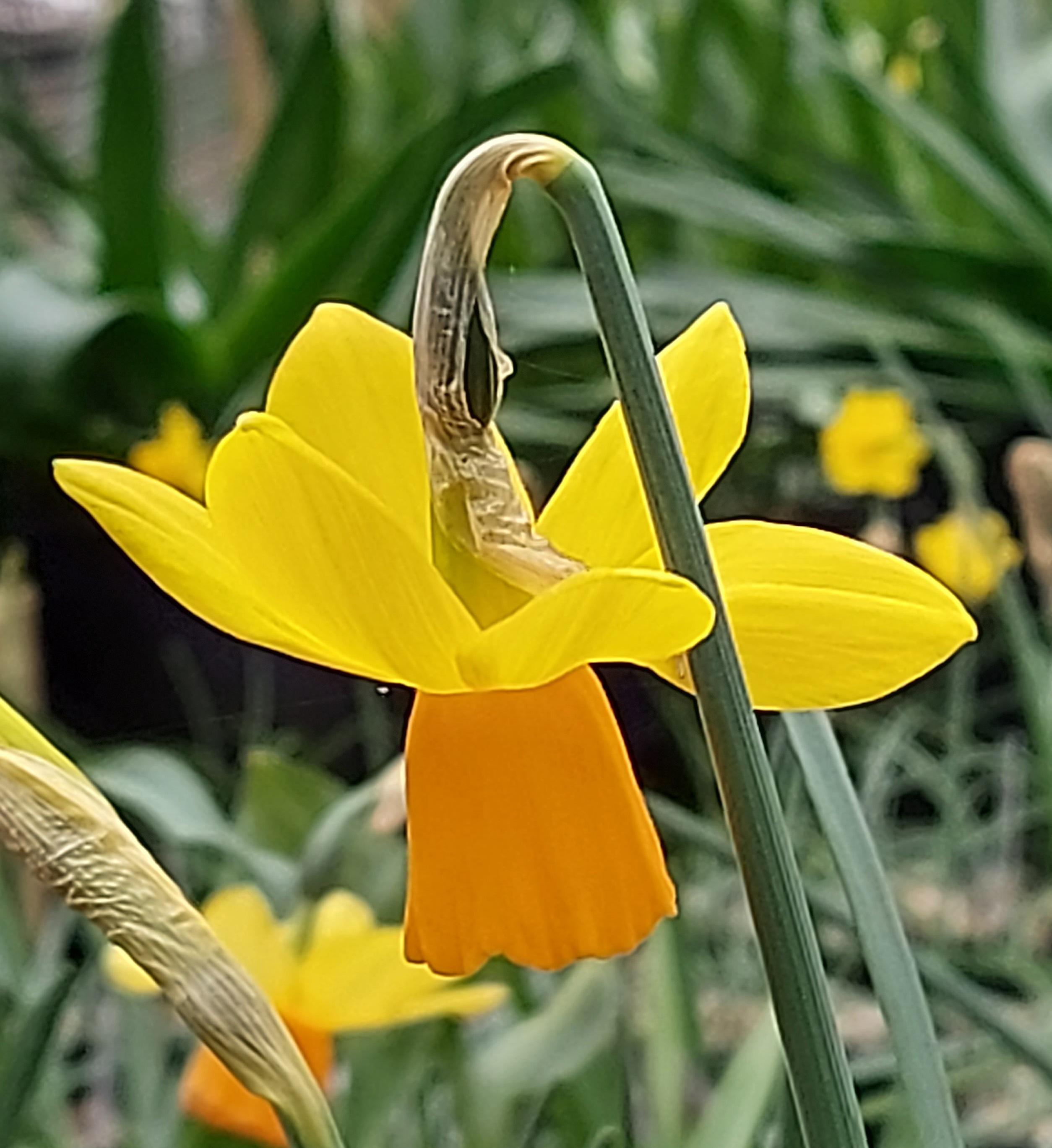 Narcissus Winning Try