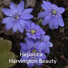 Hepatica x media Harvington Beauty